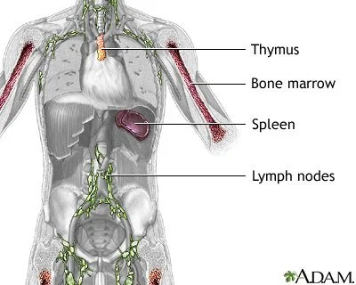 Ageing &amp; the Immune Changes