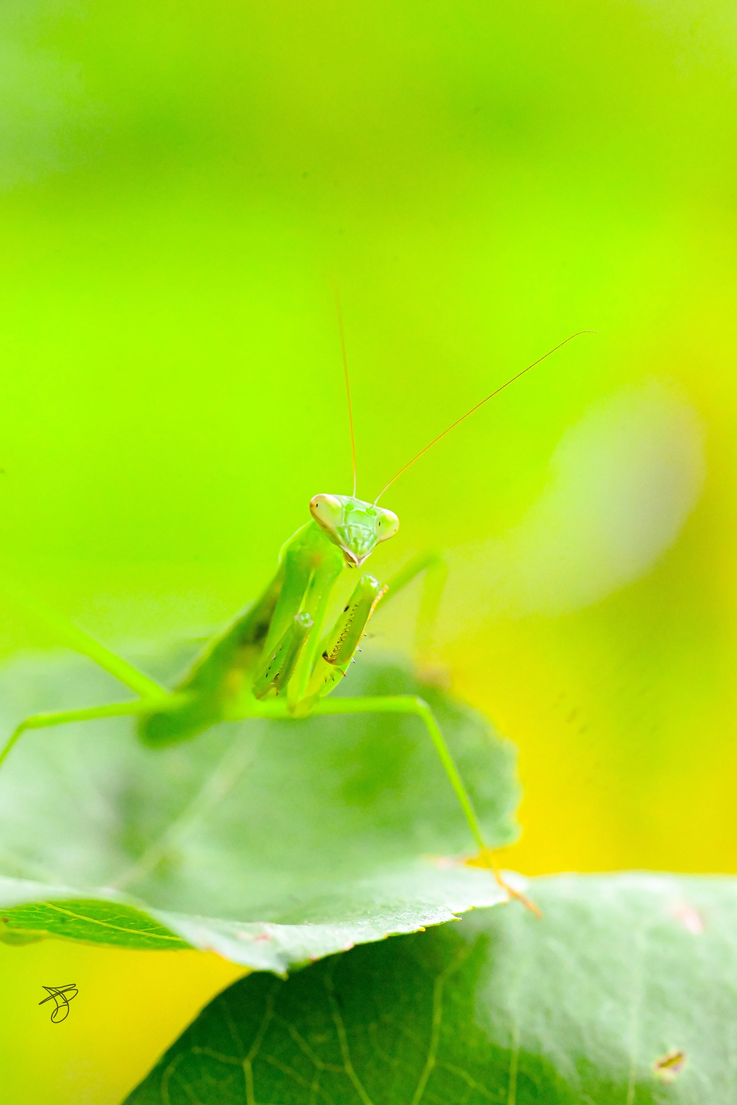 Close-up of a green praying mantis on a leaf with a blurred green background.