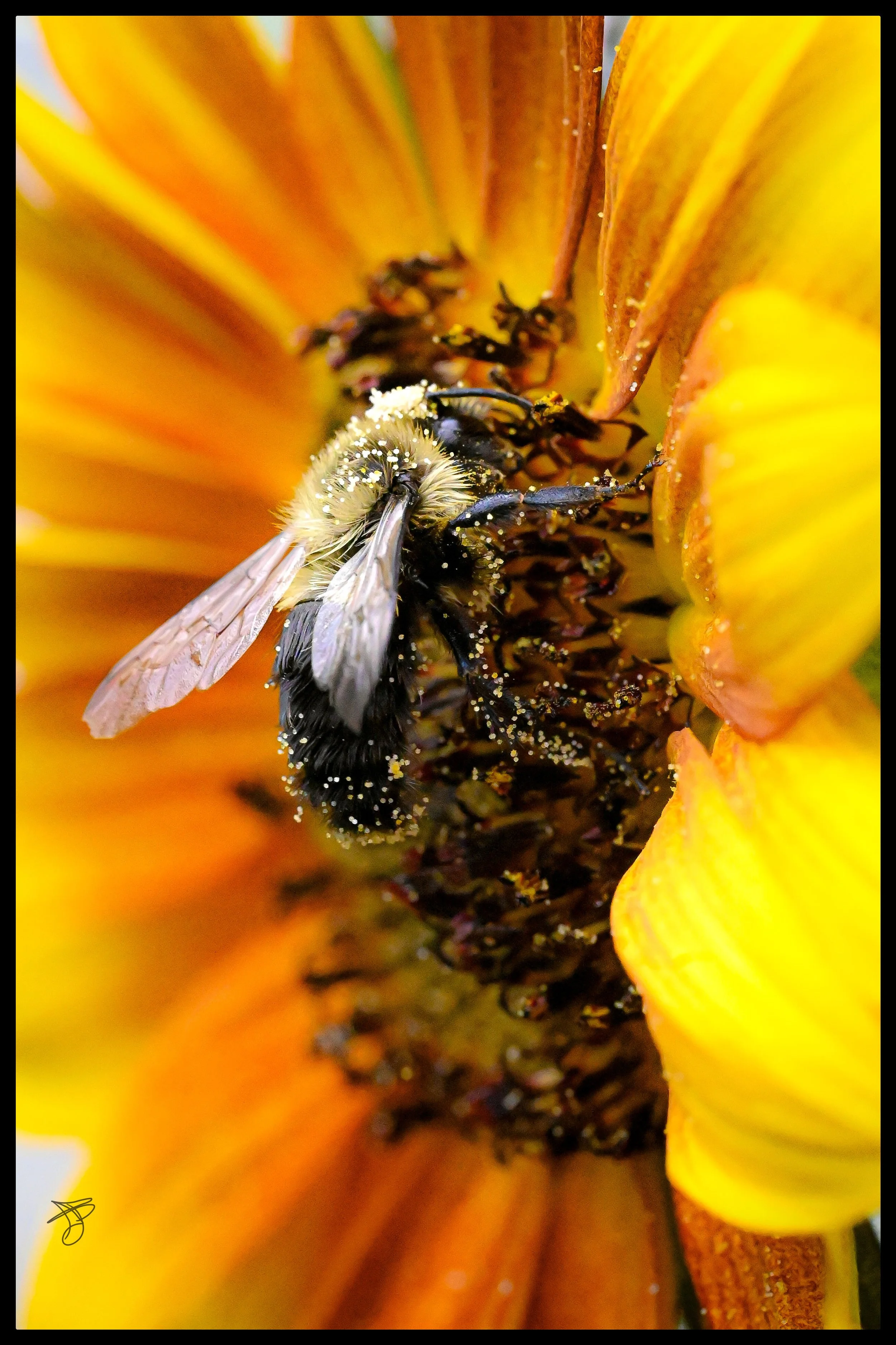 Close-up of a bee covered with yellow pollen on a sunflower's center.