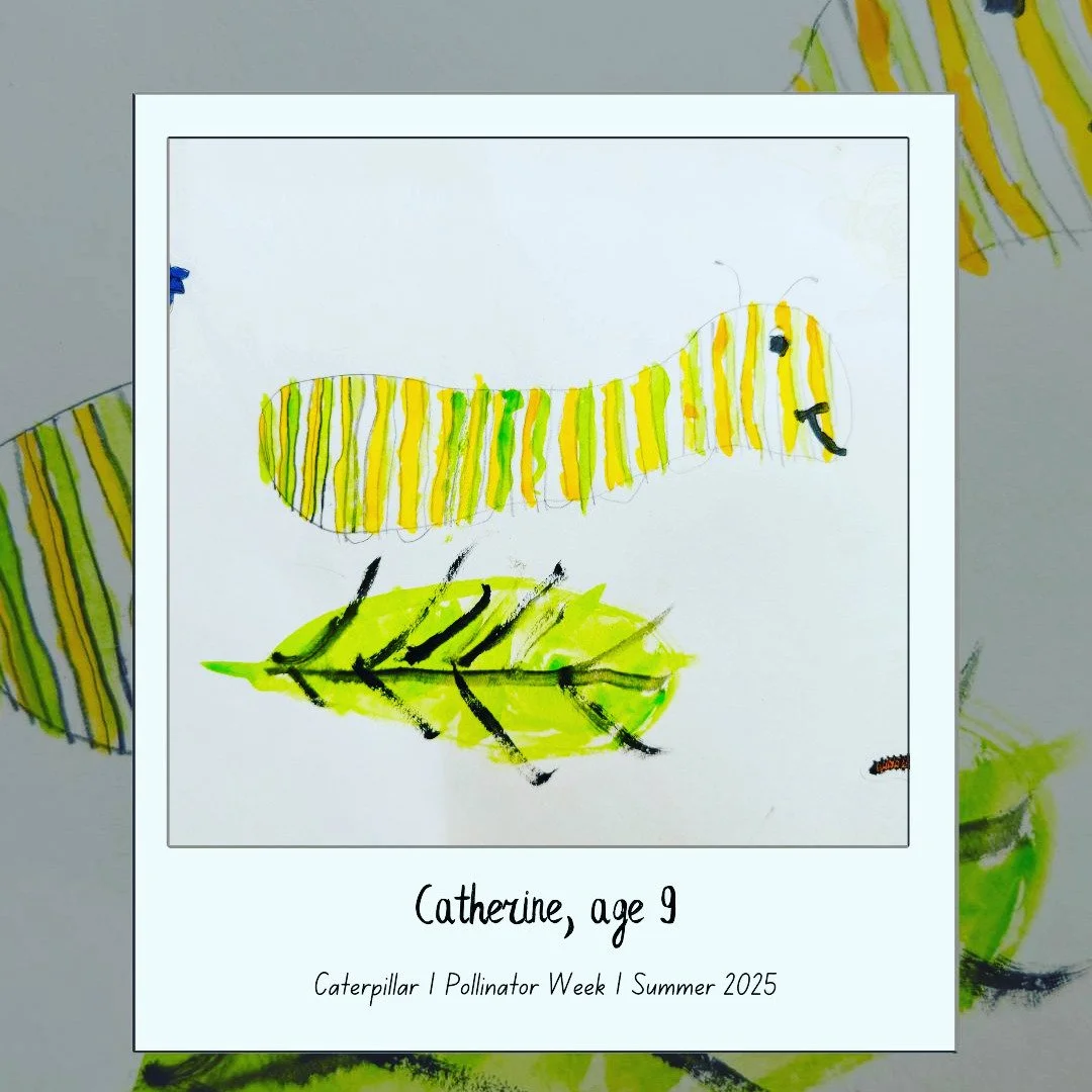 Summer 2025
#OldForestSchool
#NatureNotebook
#NatureStudy