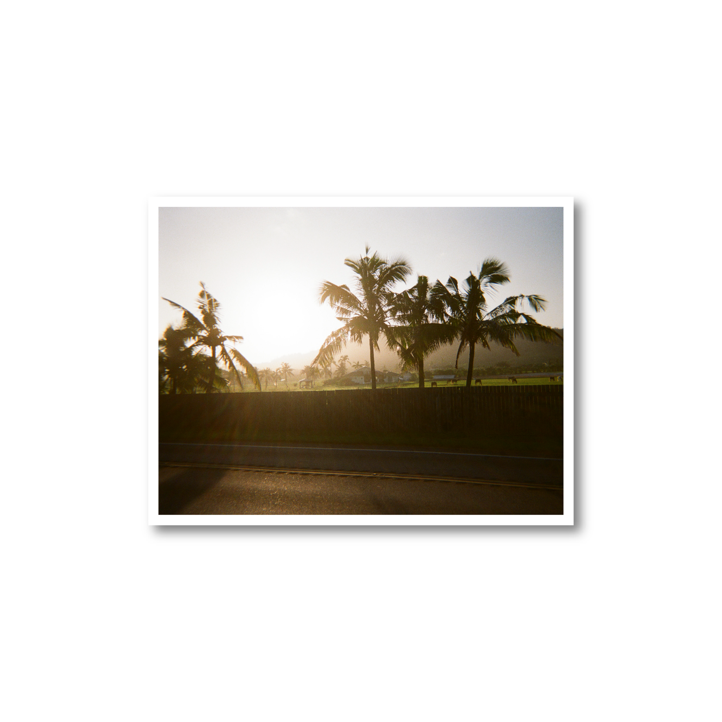 Golden Palm Print