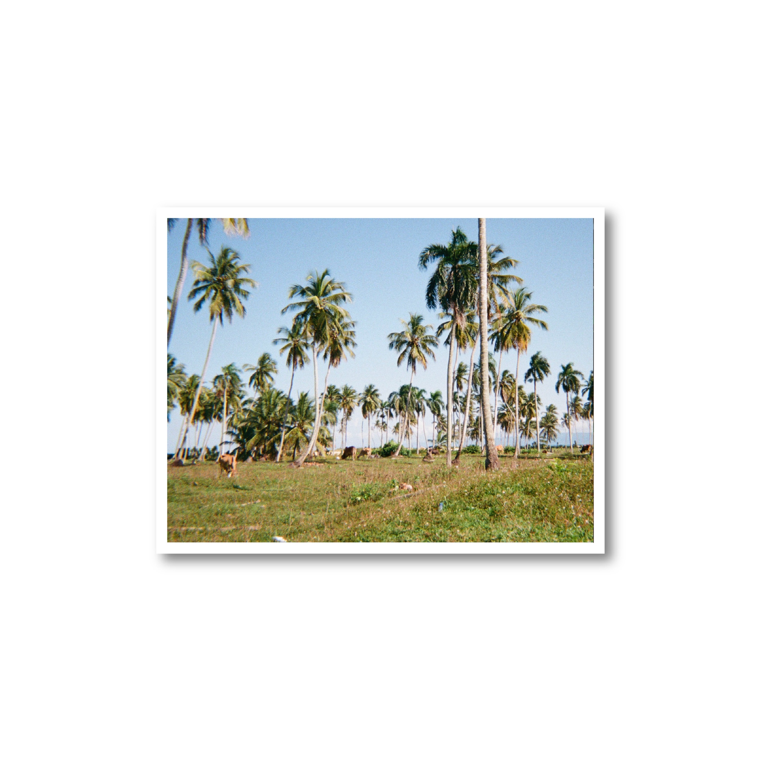 DR Palm Print