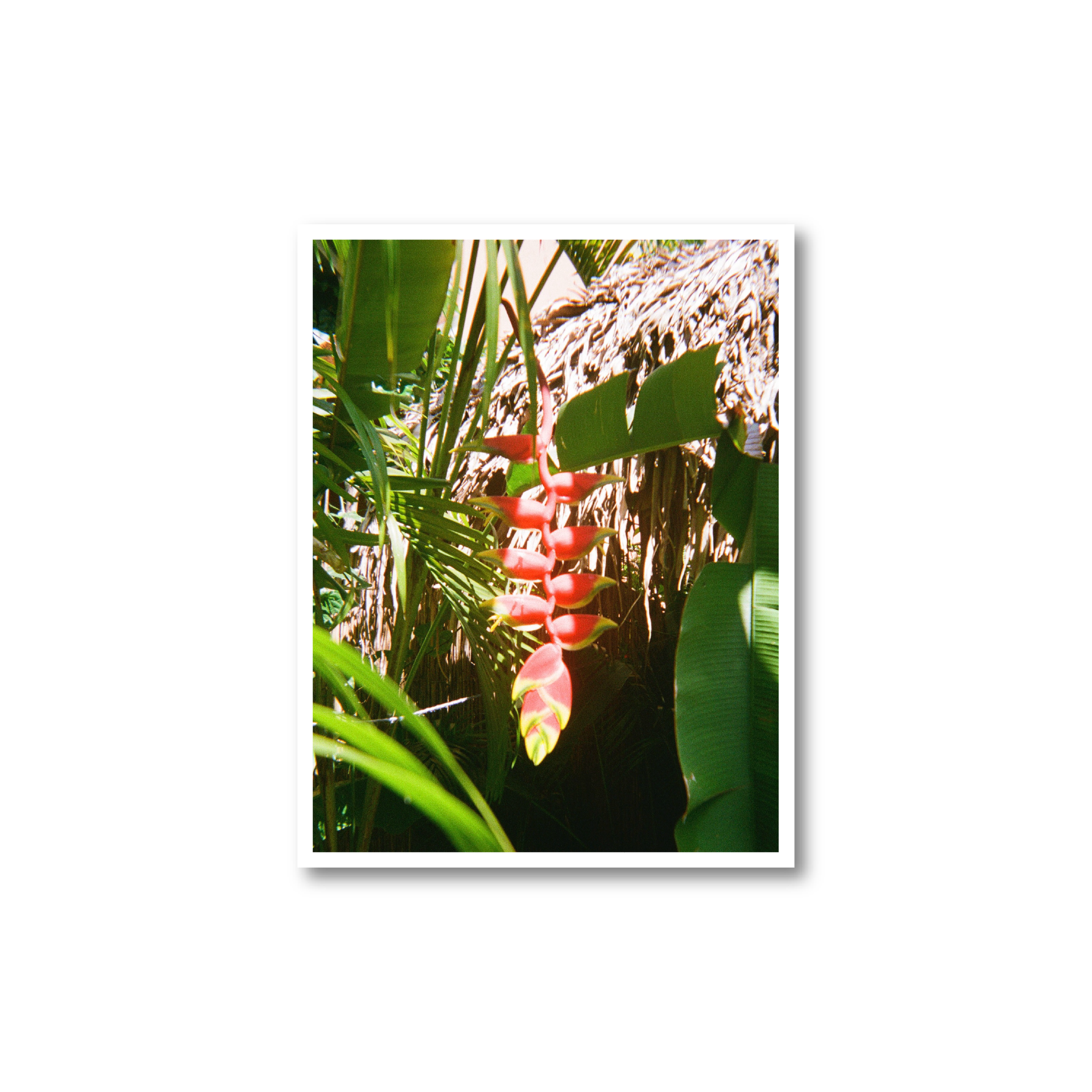 Red Plant Print