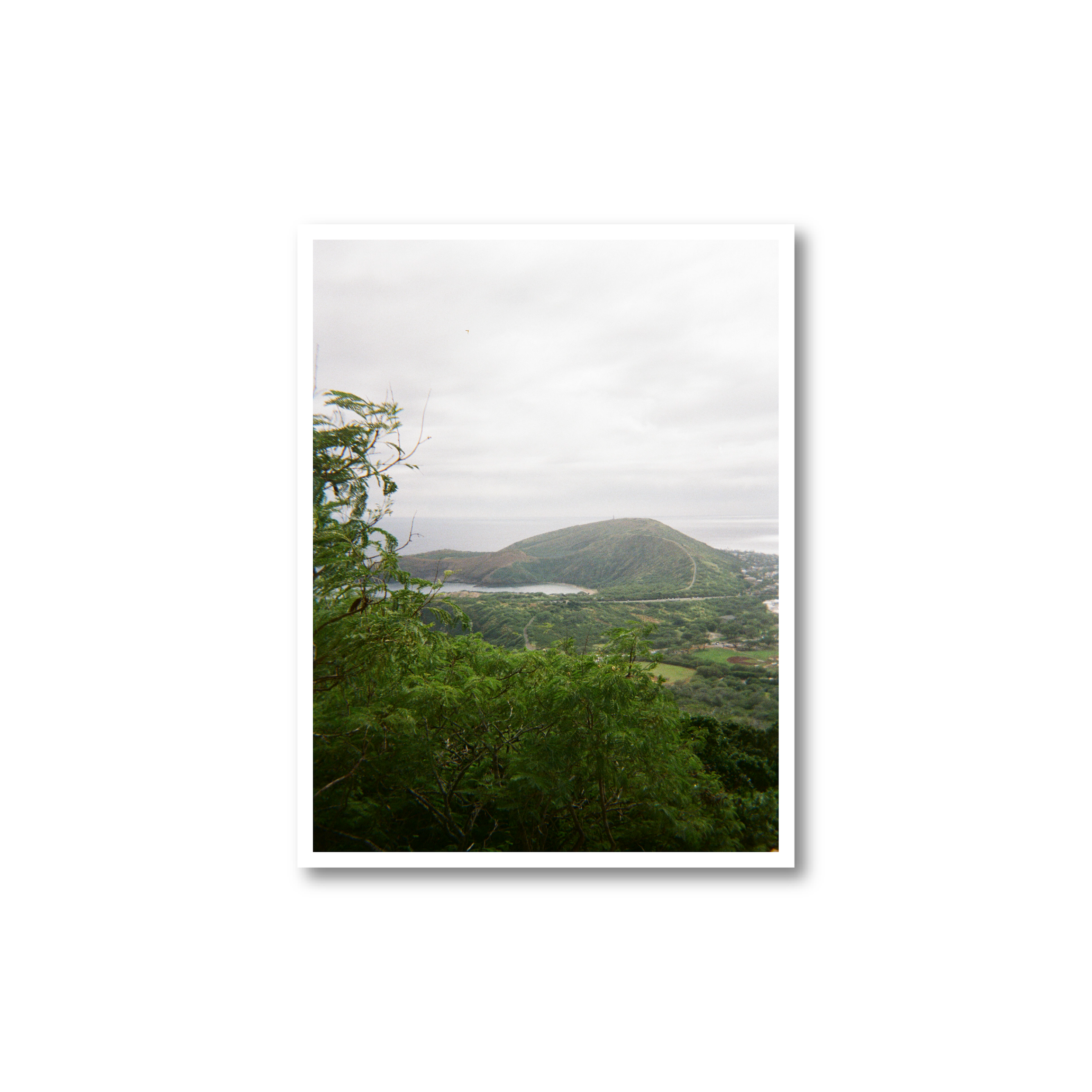Vertical Koko Head Print