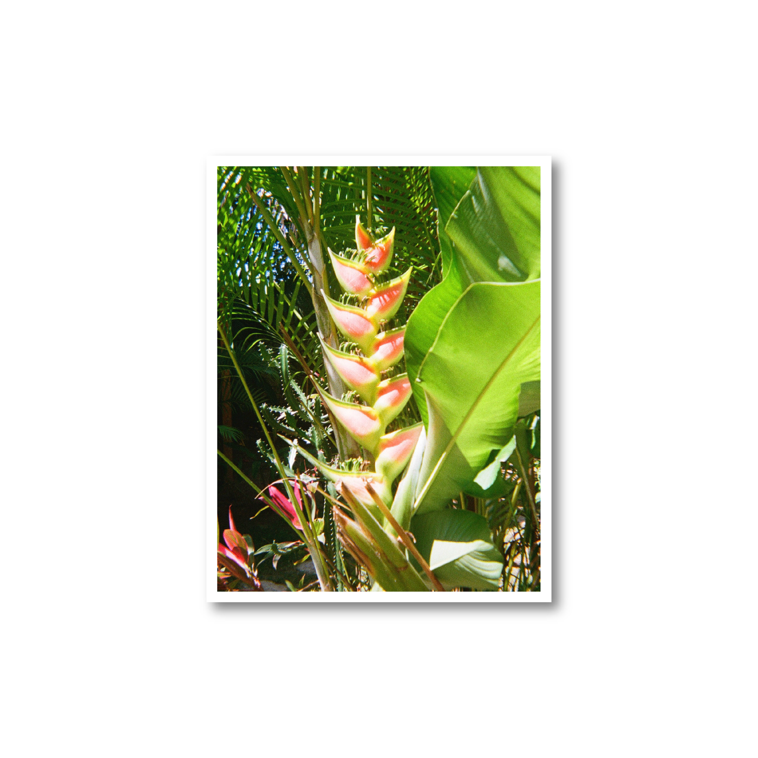 Green Plant Print