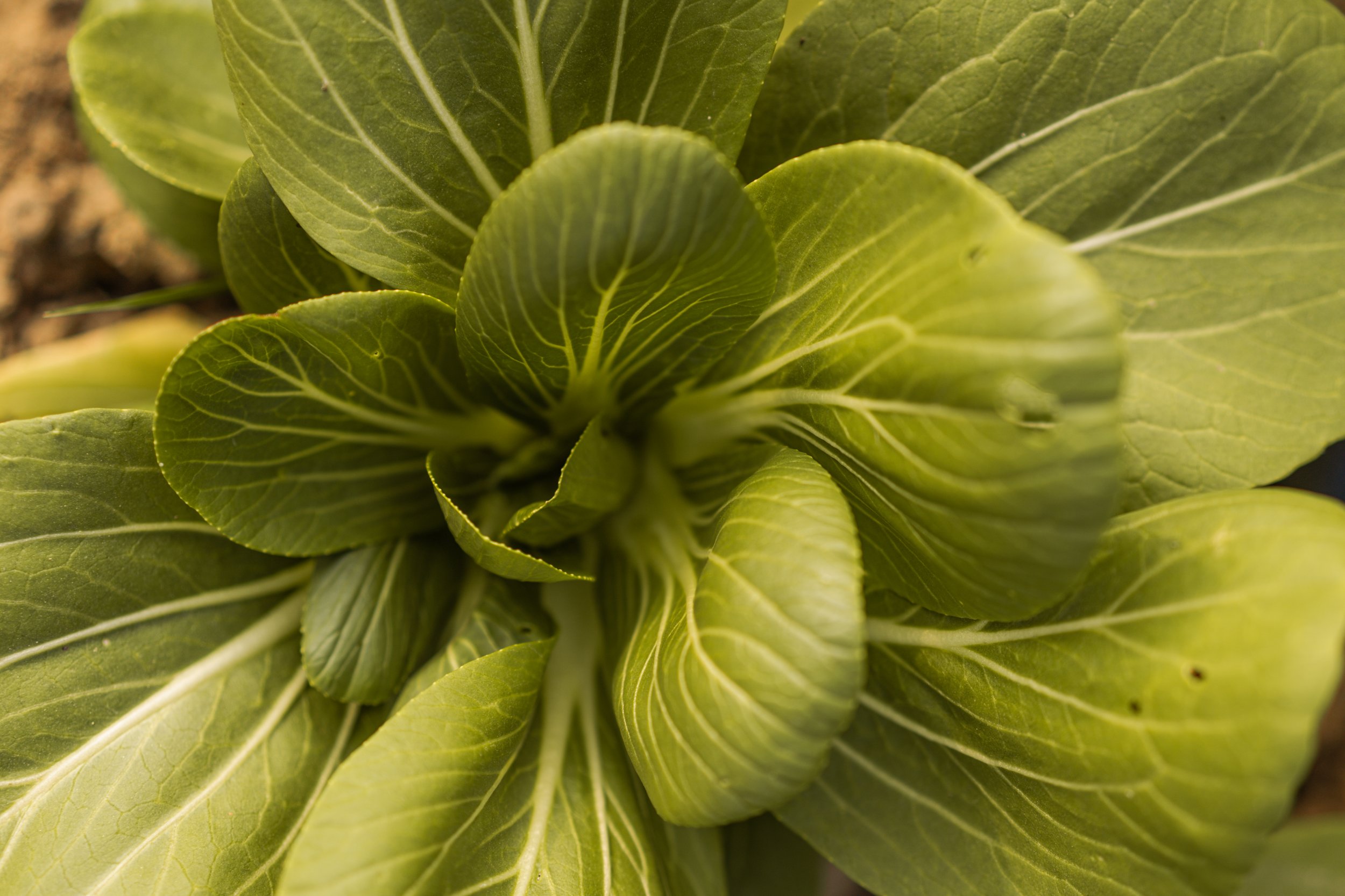 BLOG: FARM UPDATES