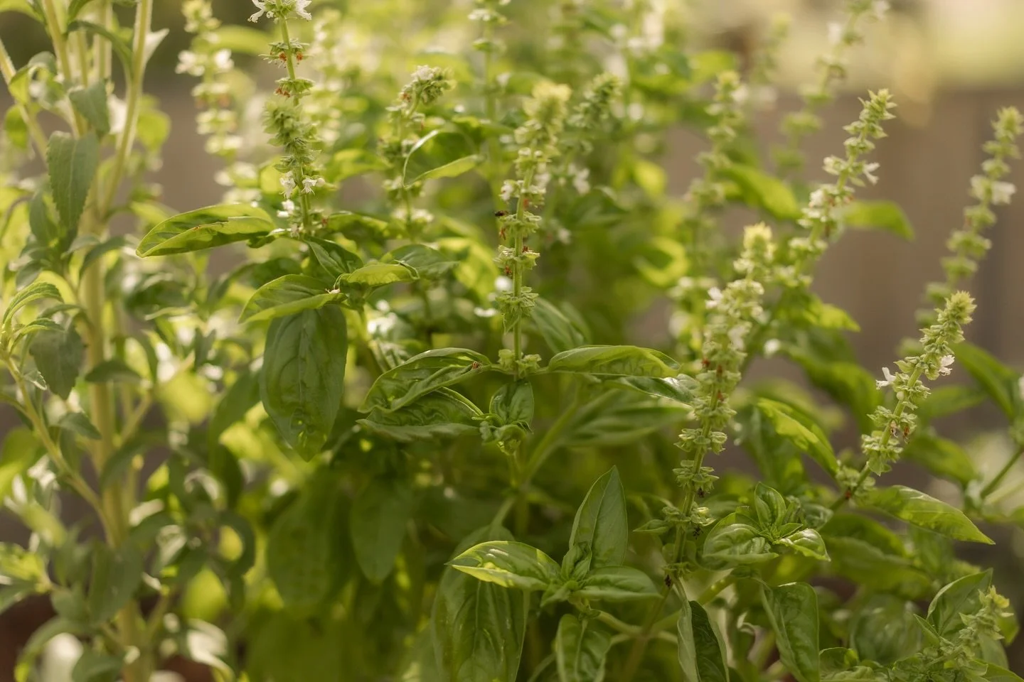Our Aromatic Garden is home to over 25 herbs and plants, many grown from our greenhouse. Guests can find mint in many varieties, lavender, thyme, rosemary, sage, basil, and many more. It is a living pantry for the kitchen and a space where fragrance 