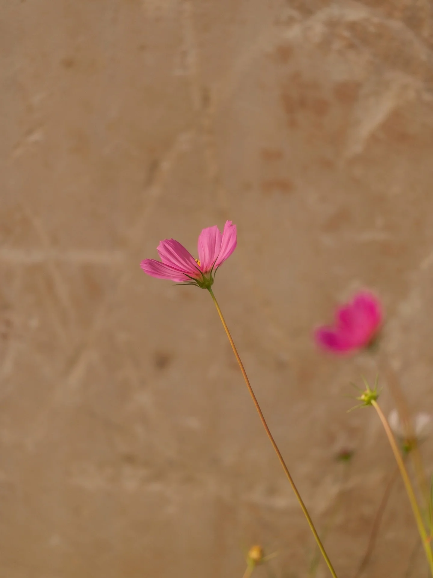 Our botanical project celebrates the beauty and vitality of the land. Flowers, herbs, and plants are carefully nurtured to enrich the soil, attract pollinators, and fill the estate with color and fragrance. 

#QuintaFilippa #BotanicalProject #Portugu