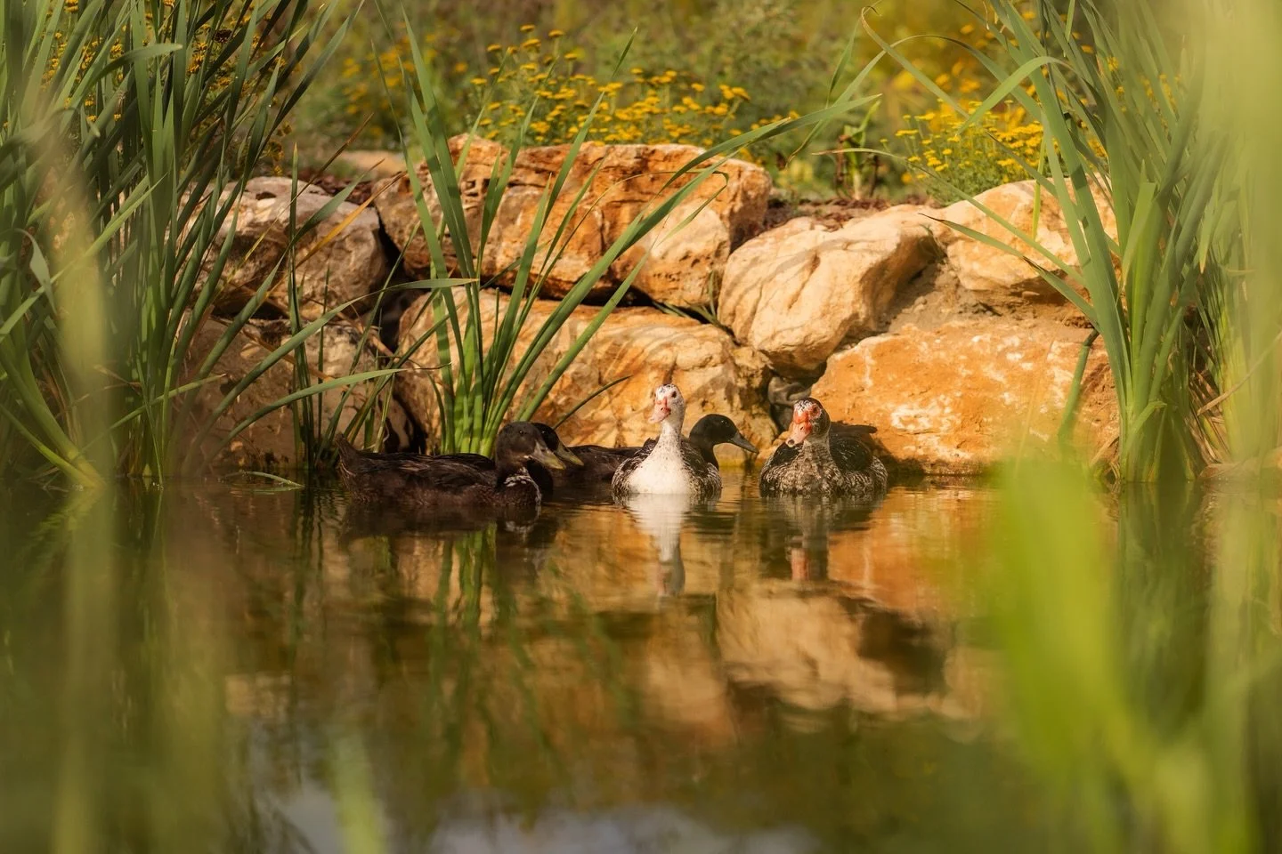 We have welcomed our very first animals to the farm! Five ducks now call our ponds home, bringing life to the landscape. Discover more about the evolution of farm project on our farm blog on our website.

#QuintaFilippa #FarmLife #PortugueseCountrysi