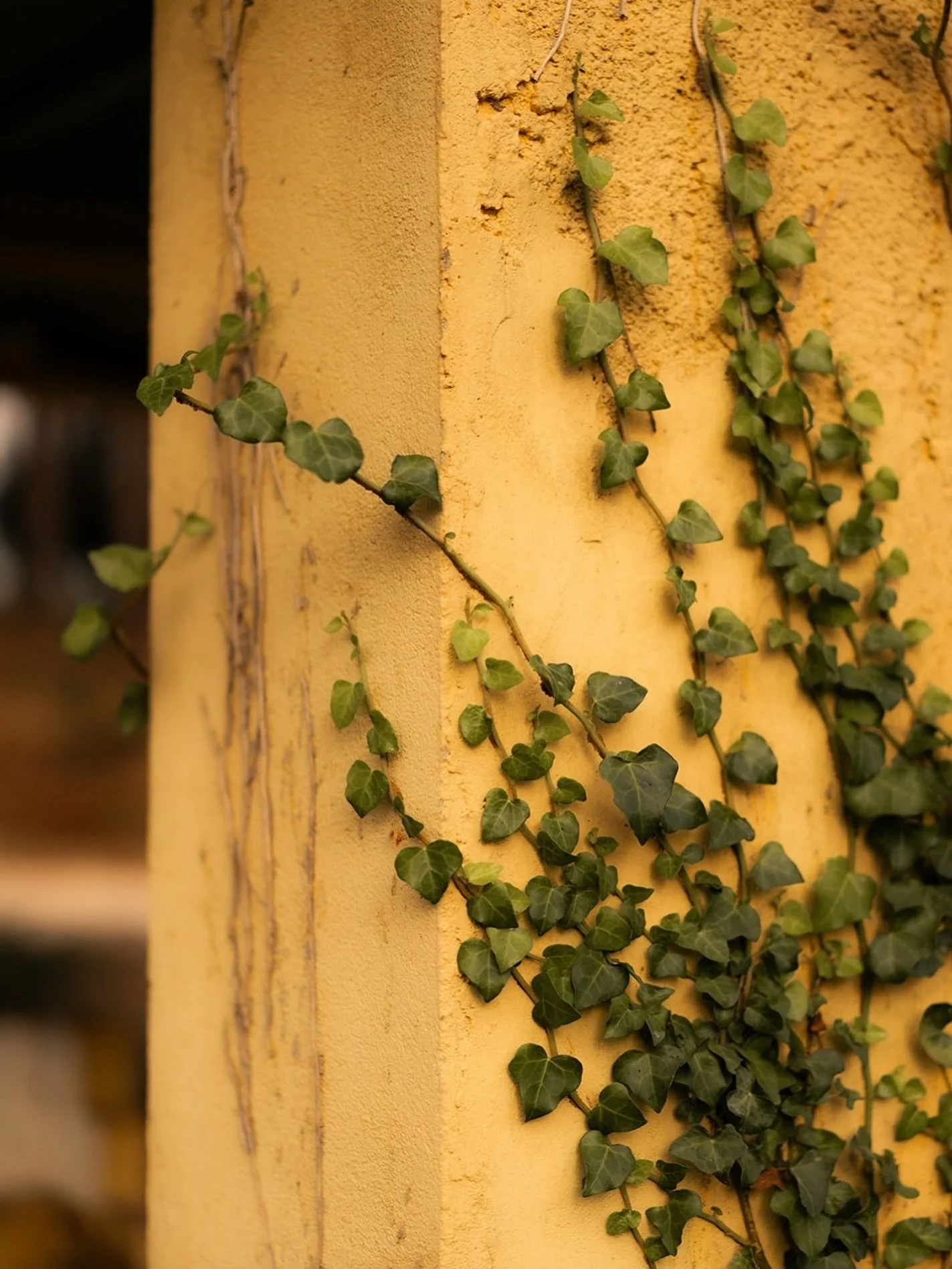 Ivy climbs the wall of the old laundry house, marking the passage of time and showing how nature and history continue to live side by side at Quinta Filippa.

#QuintaFilippa #PortugueseHeritage #CountrysidePortugal #HistoricArchitecture #NatureAndHis