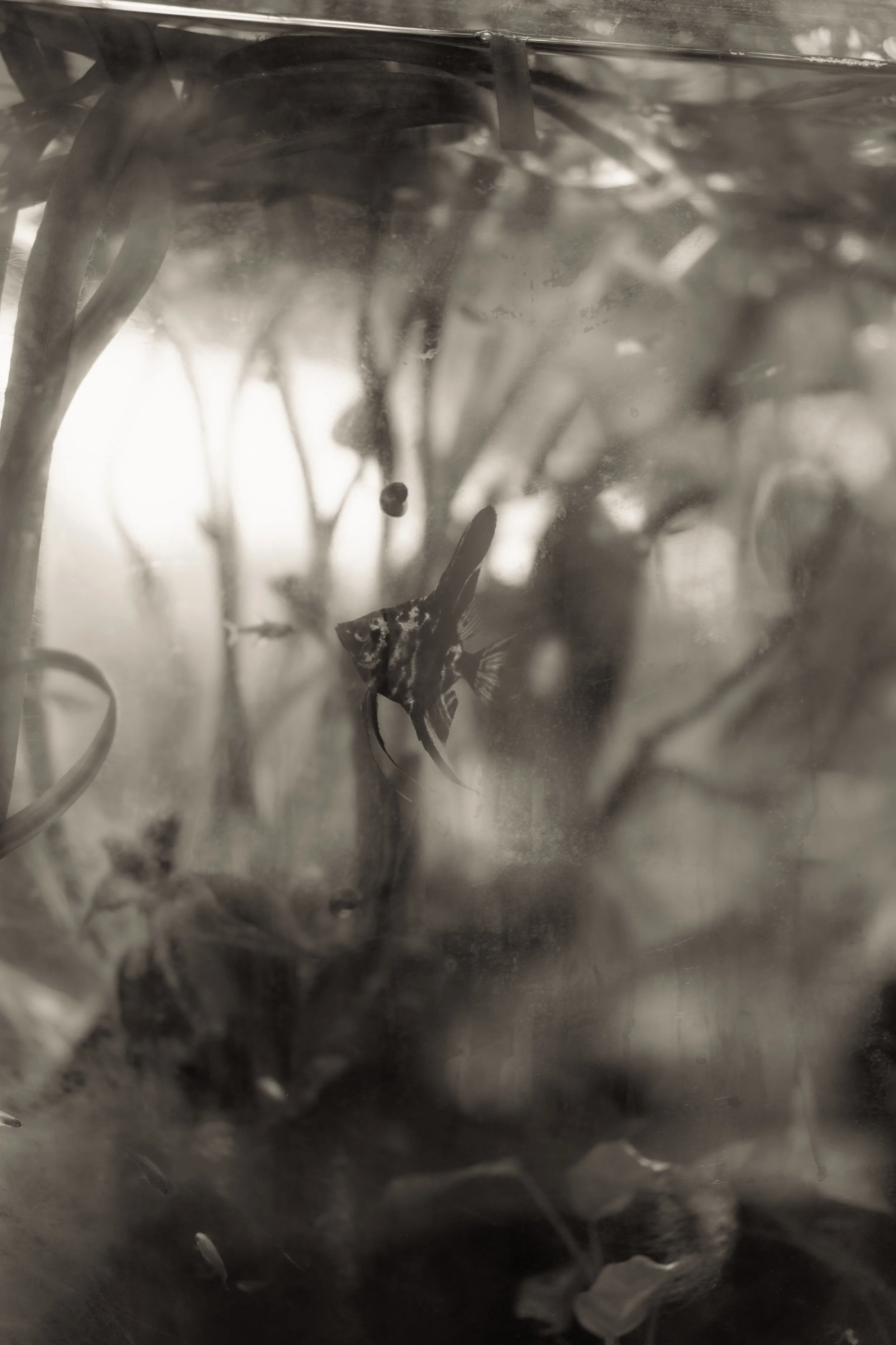 BLOG: AQUATIC UPDATES