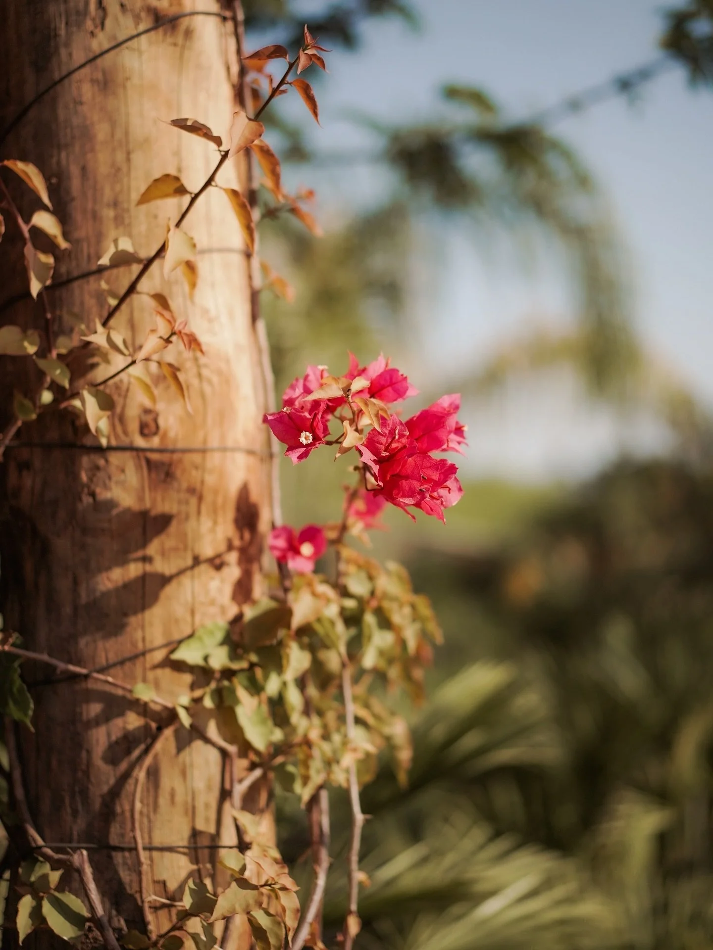 Bright bougainvillea climbs gently around the estate, bringing color and warmth to the landscape. 

#QuintaFilippa #QuintaFilippaBotanical #Bougainvillea #PortugueseCountryside #GardenEstate #PortugalNature #FloralBeauty
