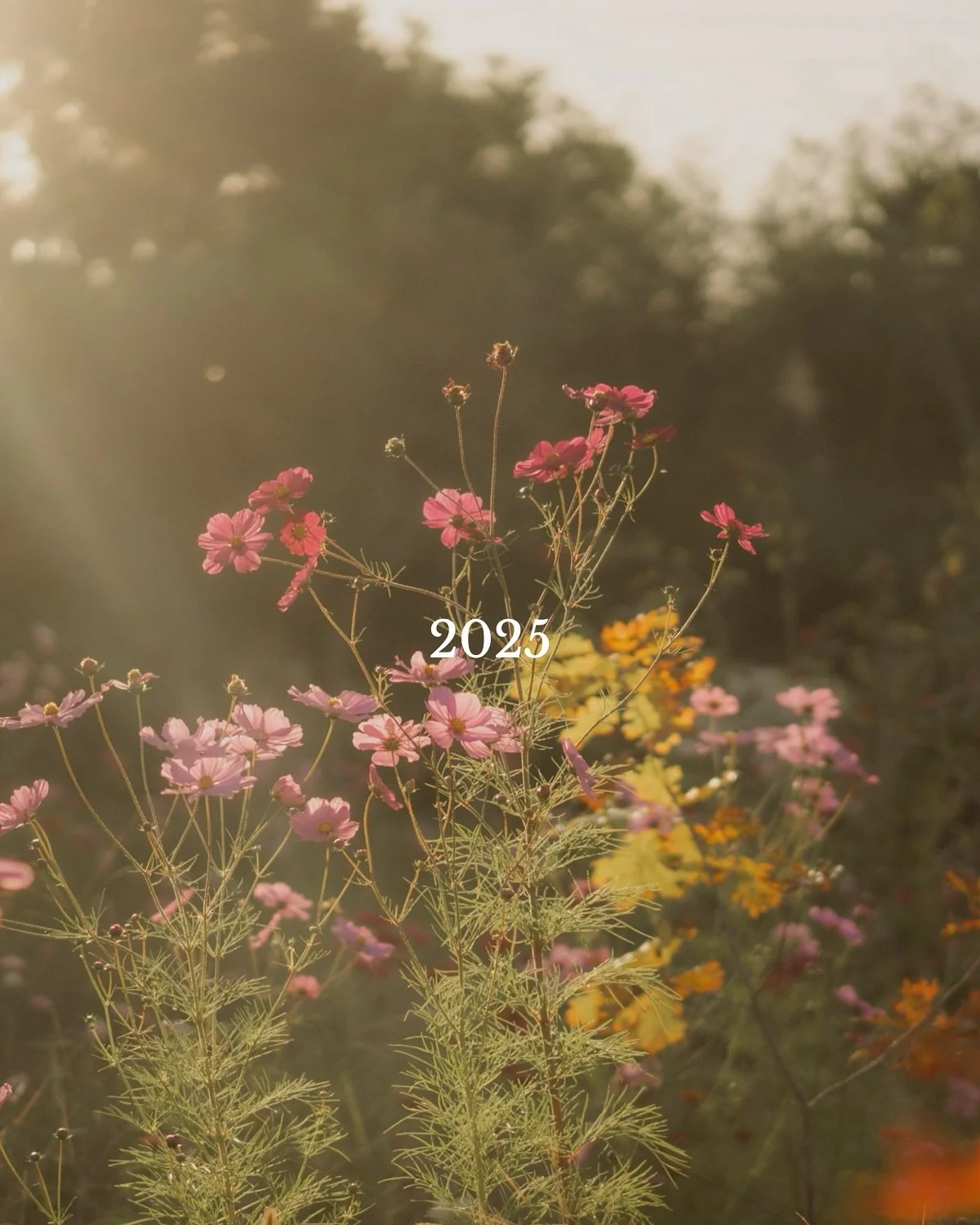 Our 2025 carried patience, dedication and trust. From new gardens and fresh harvests to residencies, animals and first creations, each project helped us build the space we want to welcome you into. We feel inspired for 2026 and look forward to openin