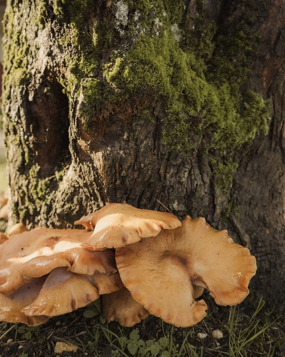 Found this morning at the base of one of our older olive trees. Oyster like mushrooms appearing after the right mix of sun and damp.

#QuintaFilippa #Leiria #PortugalQuinta #PortugalEstate #QuintaFilippaFarm