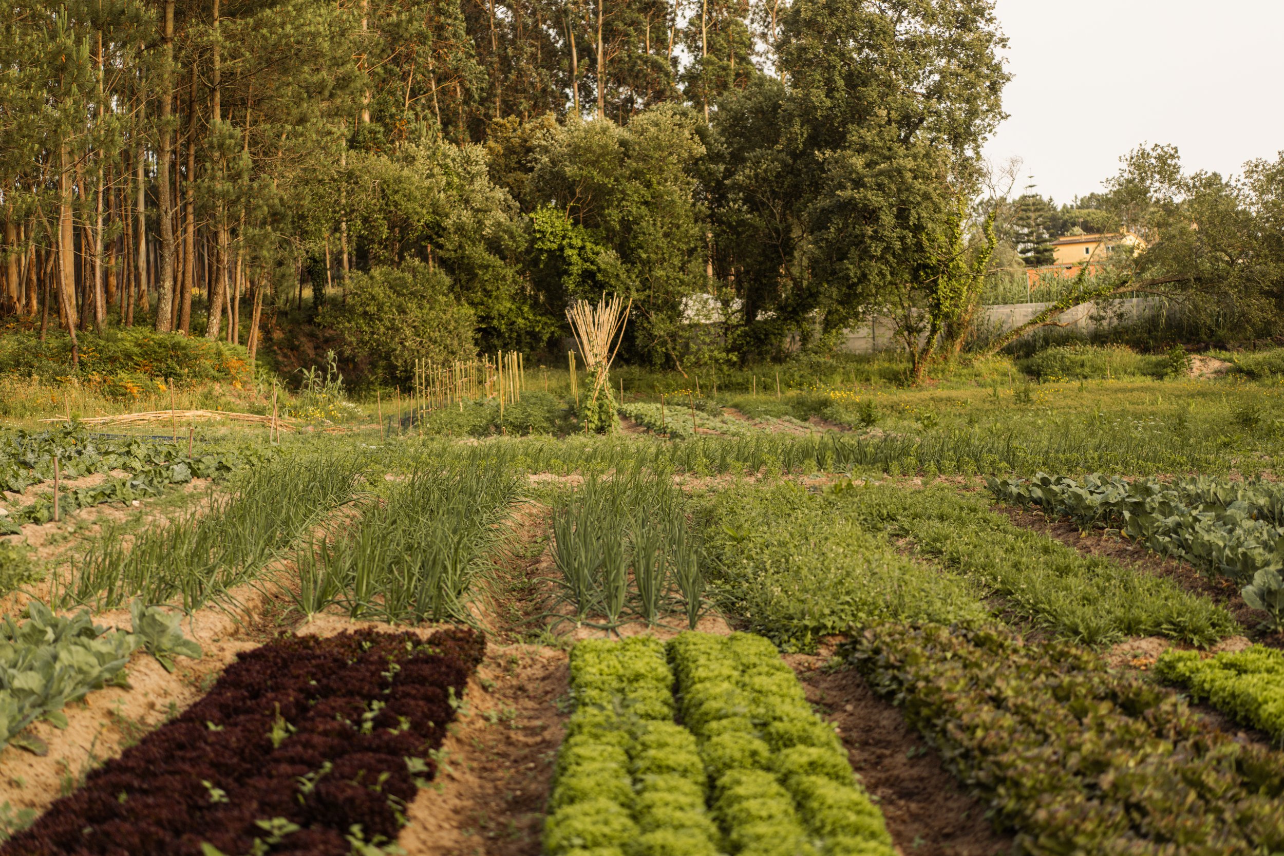 FARM TO TABLE: OUR FOOD PHILOSOPHY