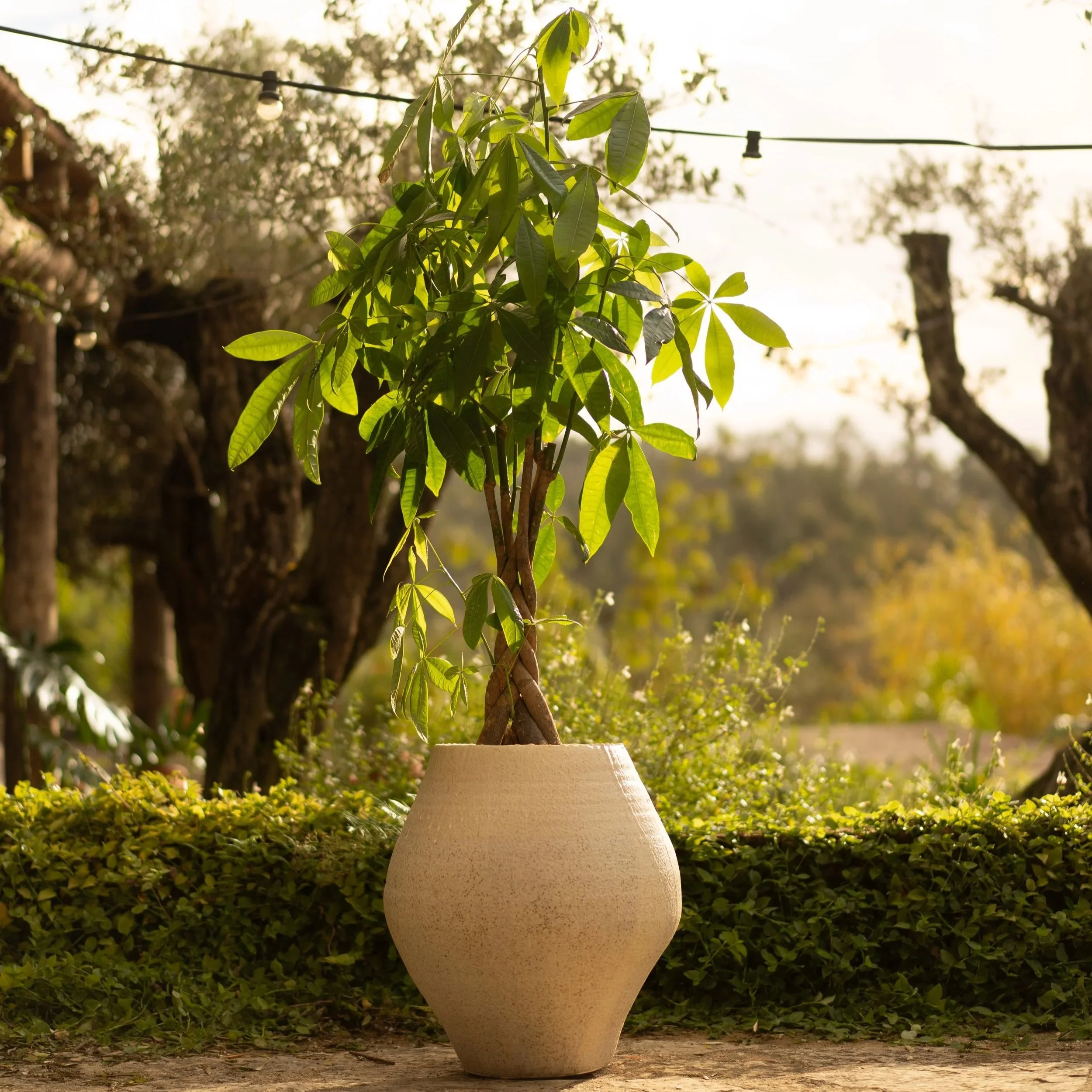 GOLDEN MIST CUP