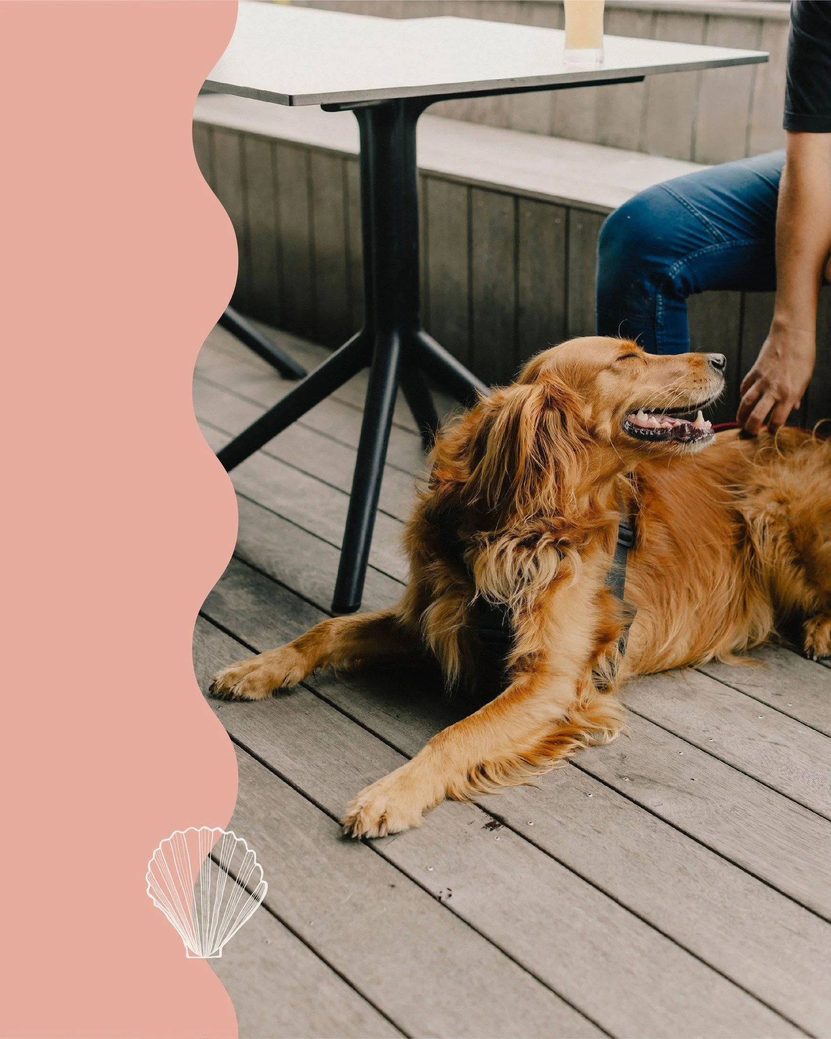 🐾 𝐓𝐡𝐞 𝐉𝐞𝐥𝐥𝐲𝐟𝐢𝐬𝐡 𝐃𝐨𝐠𝐬 𝐨𝐟 𝐭𝐡𝐞 𝐖𝐡𝐚𝐫𝐟 🐾⁣
⁣
Some of our favourite regulars have four legs and a serious love for the deck life ☀️🌊 Keep an eye on our stories as we feature the furry locals who make Māpua Wharf even brighter.⁣
