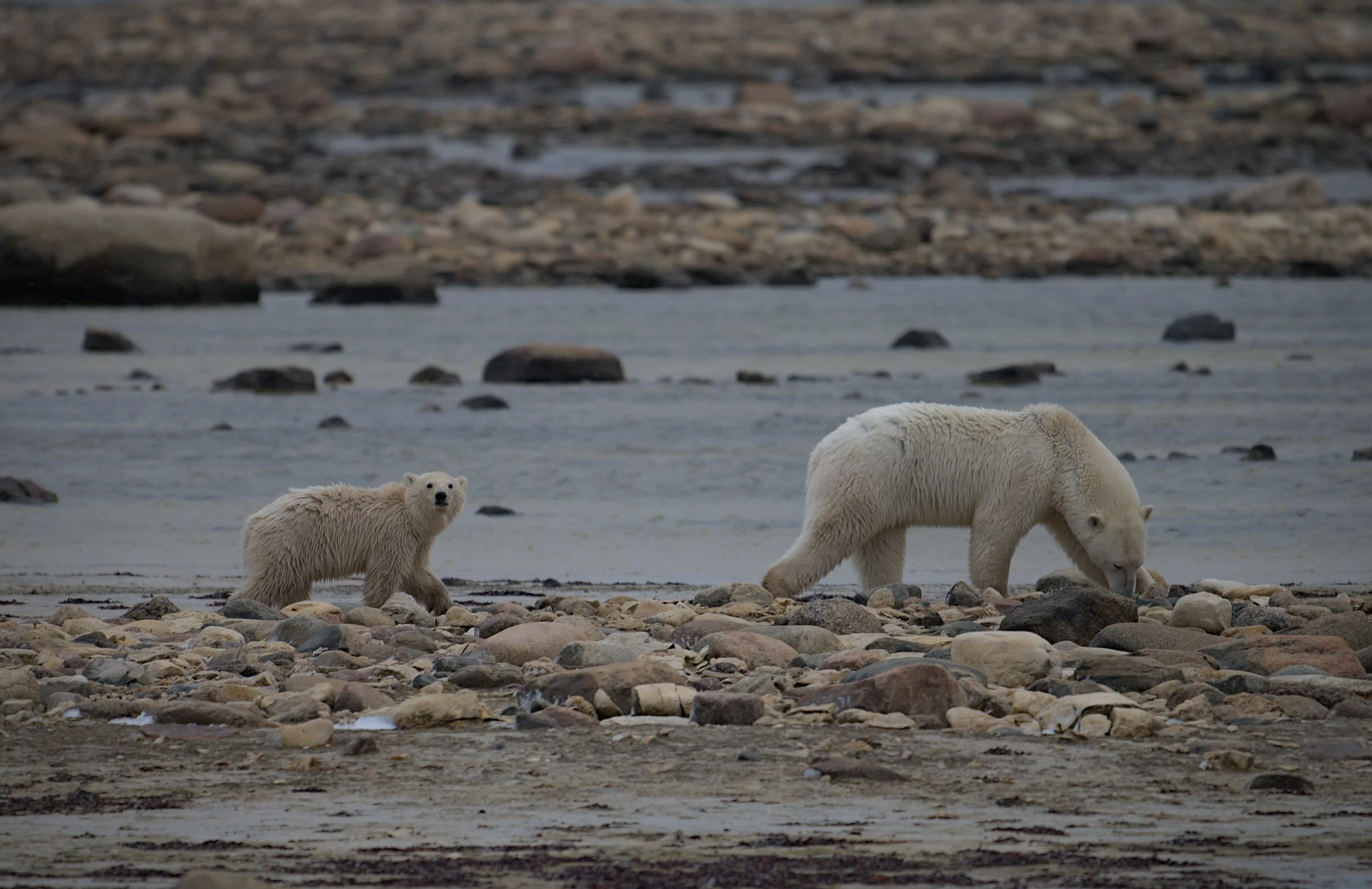Mom and cub polar bears in Churchill Manitoba. (c) Nicola Sentinella