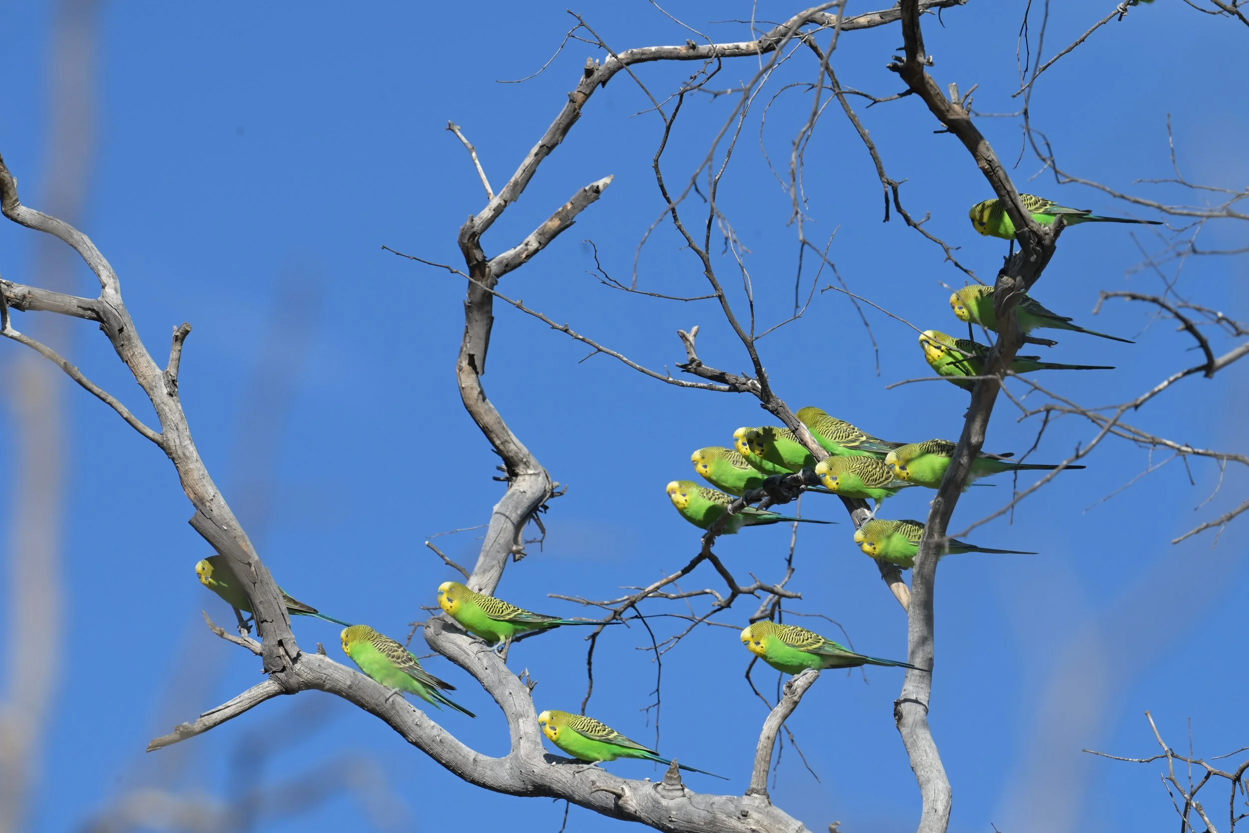 Flock of budgies in a dead tree in Sturt NP. (C) Nicola Sentinella