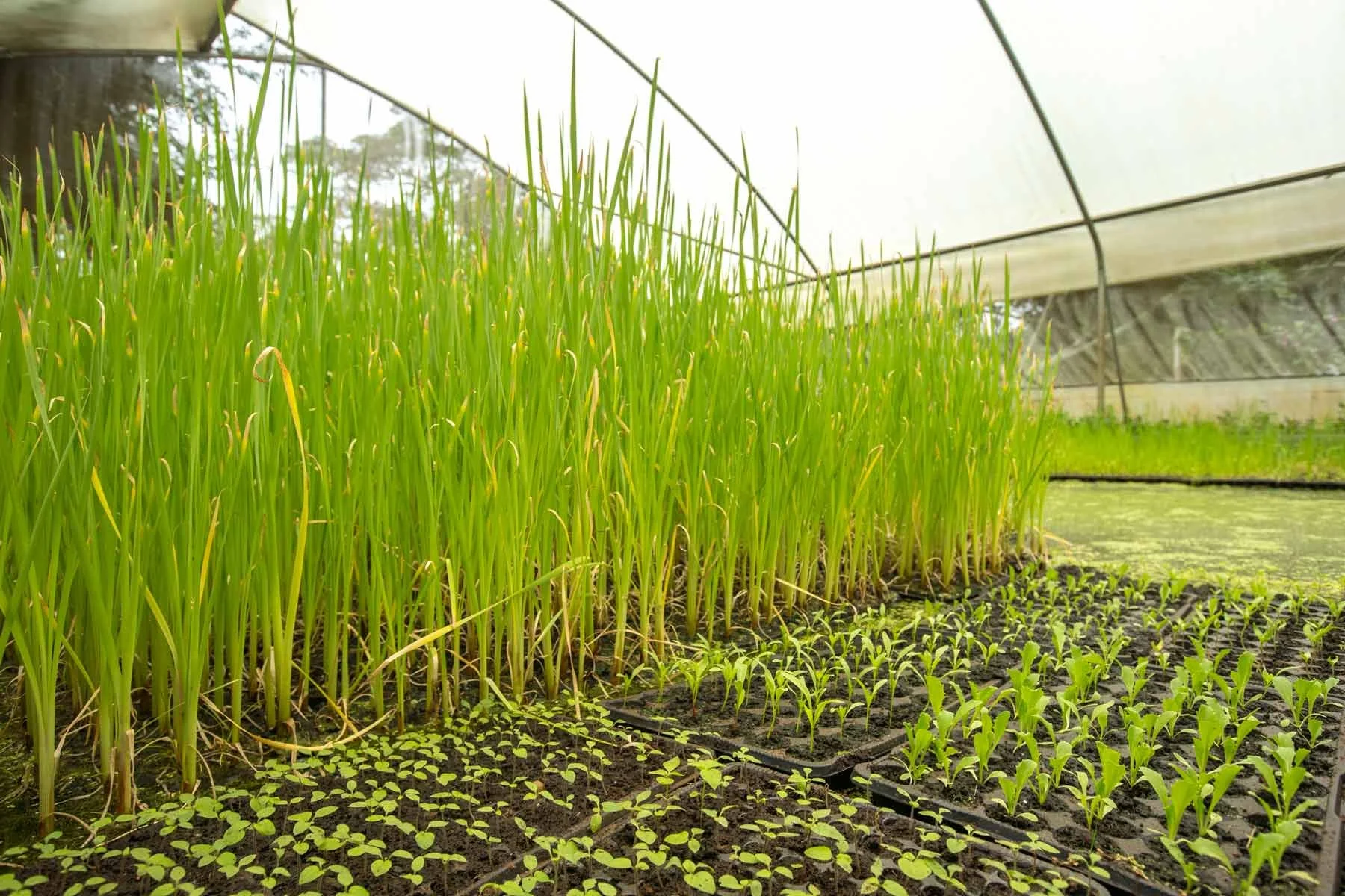 Inside a greenhouse with rows of young green plants and tall grass growing in dark soil.