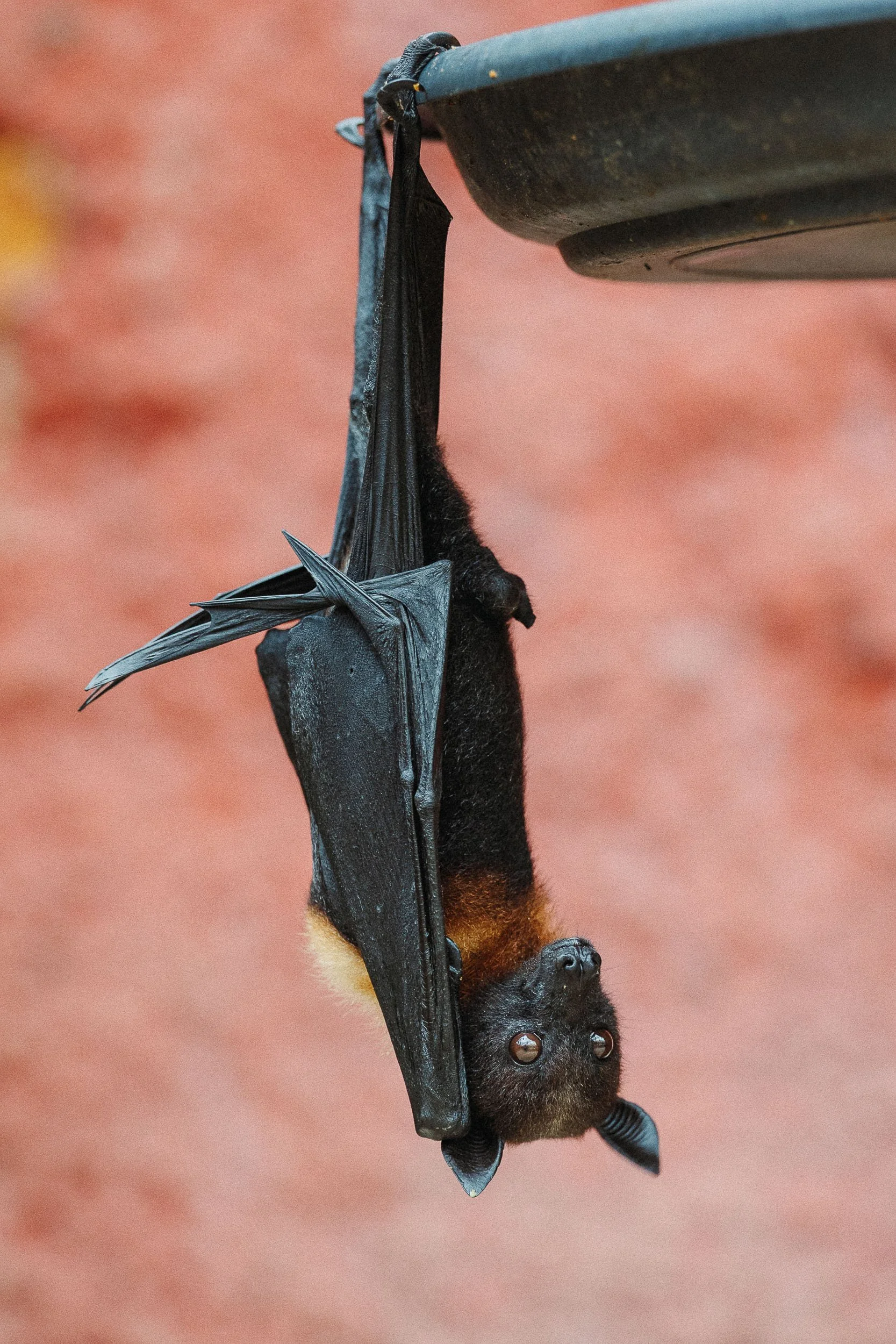 A small black bat hanging upside down from a surface with its wings folded against its body, facing downward with eyes open.