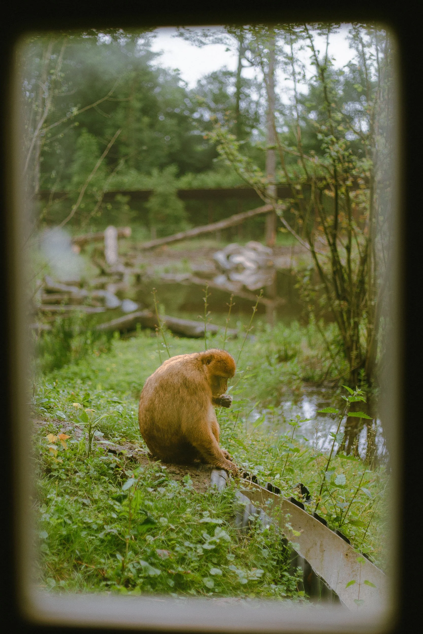 A monkey sitting on the ground by a pond, looking down, surrounded by green vegetation and trees in the background, viewed through a window or opening.