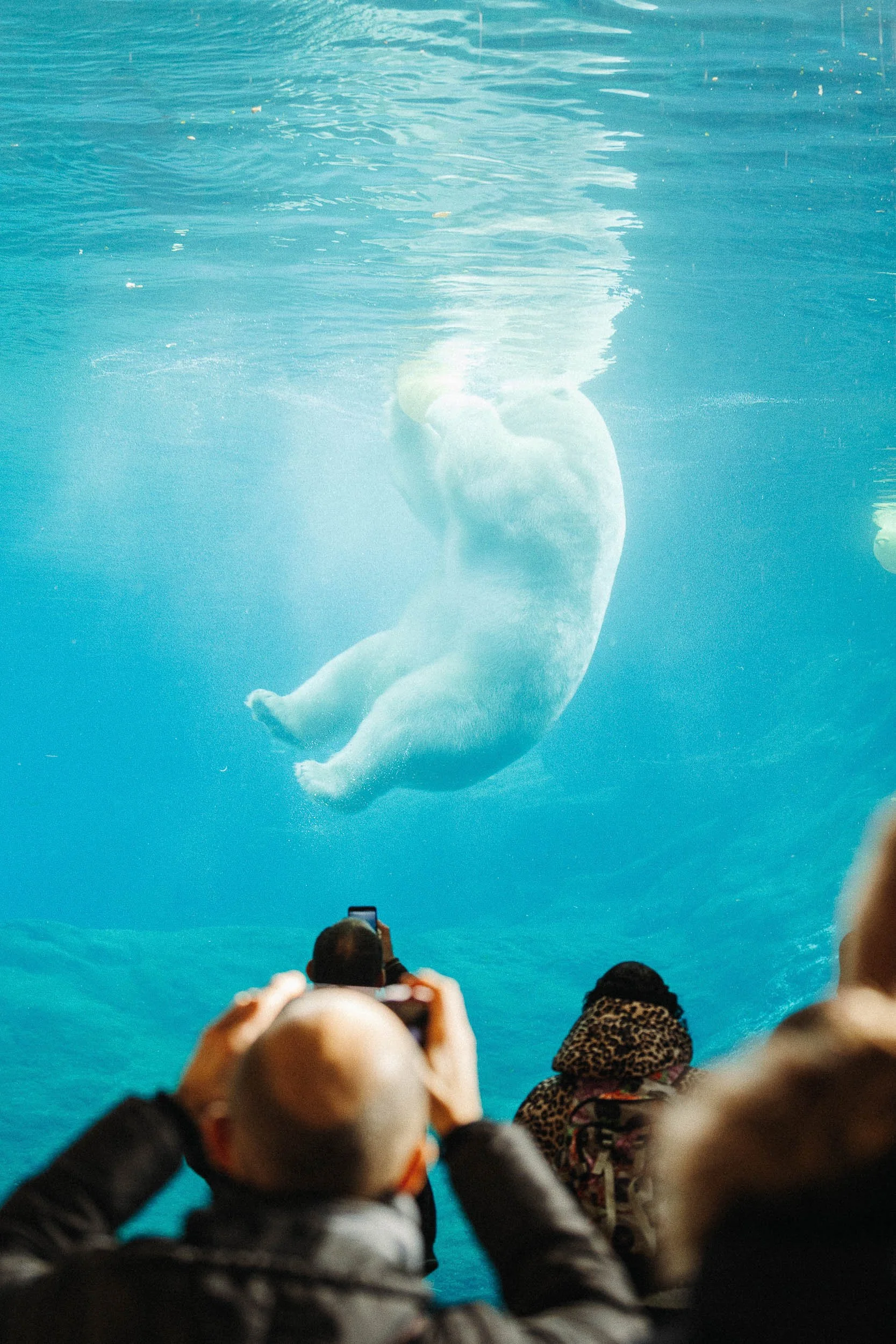 People watching a polar bear swimming underwater at an aquarium, with some taking photos.