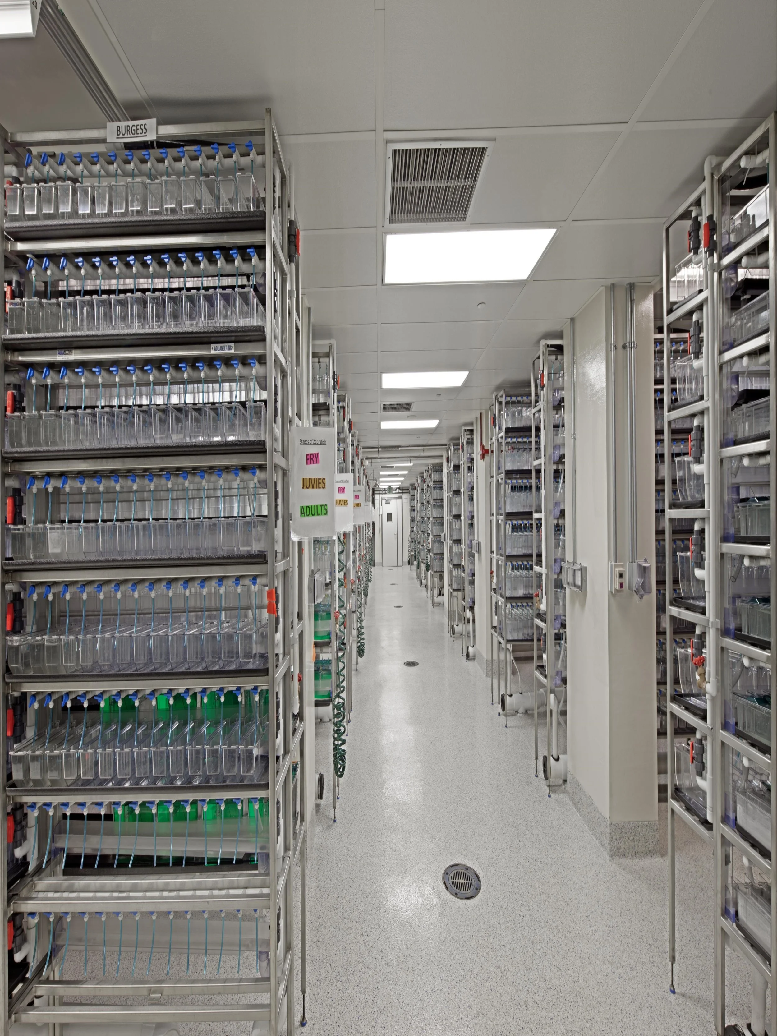 Building a High-Performance Zebrafish Aquatic Facility — Aquaneering