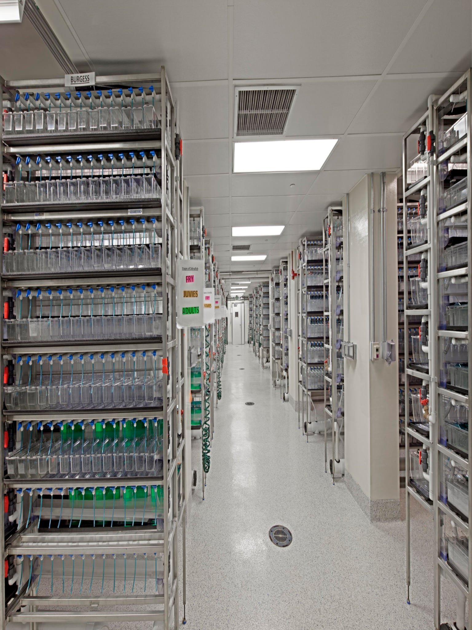 Overcoming Common Challenges in Zebrafish Research Facilities Innovative Aquatic Housing Solutions