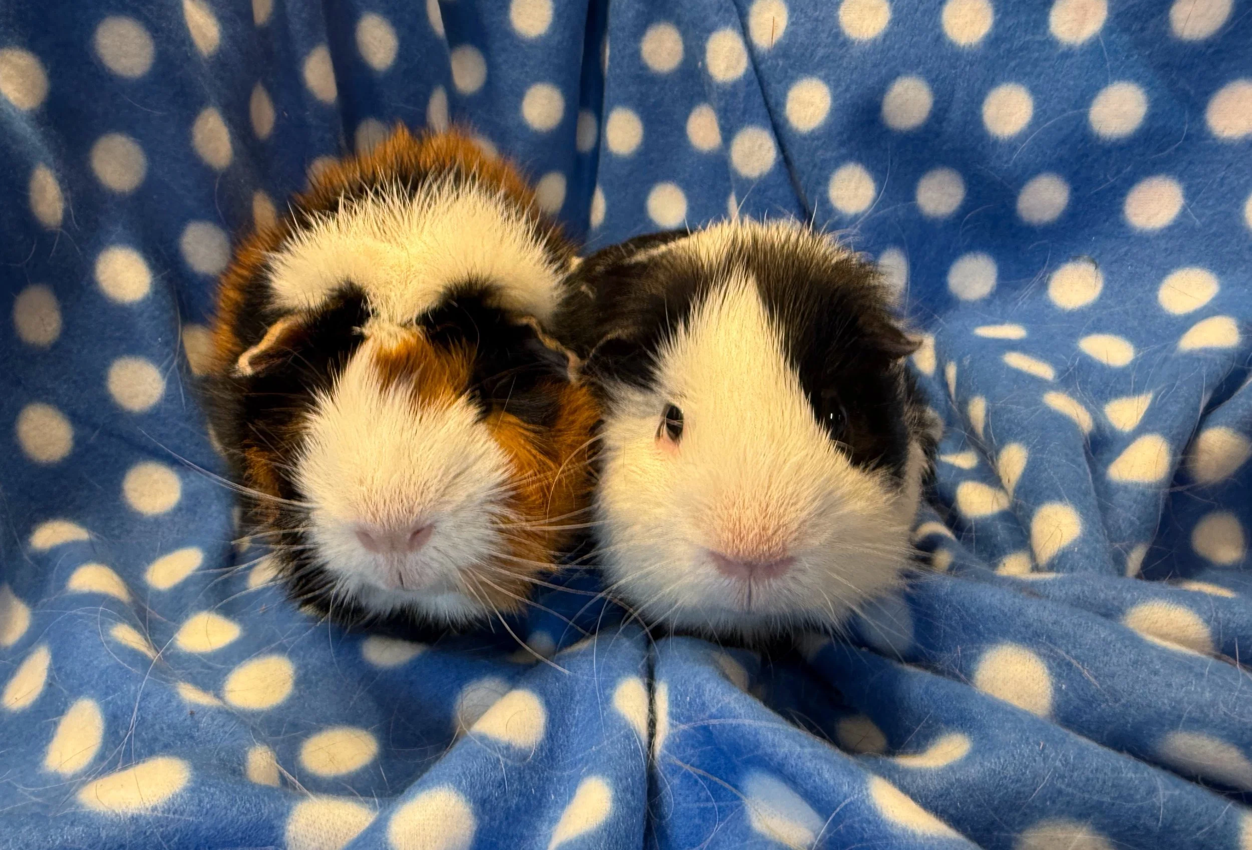 Gus Gus (2) and Jaq (2) are two adorable boys who have strong personalities. Gus Gus is THE carrot lover of Wheektopia and has a special dance he does when he gets a carrot. He's loud and outgoing. Jaq is thoughtful and serious, but enjoys his bottom