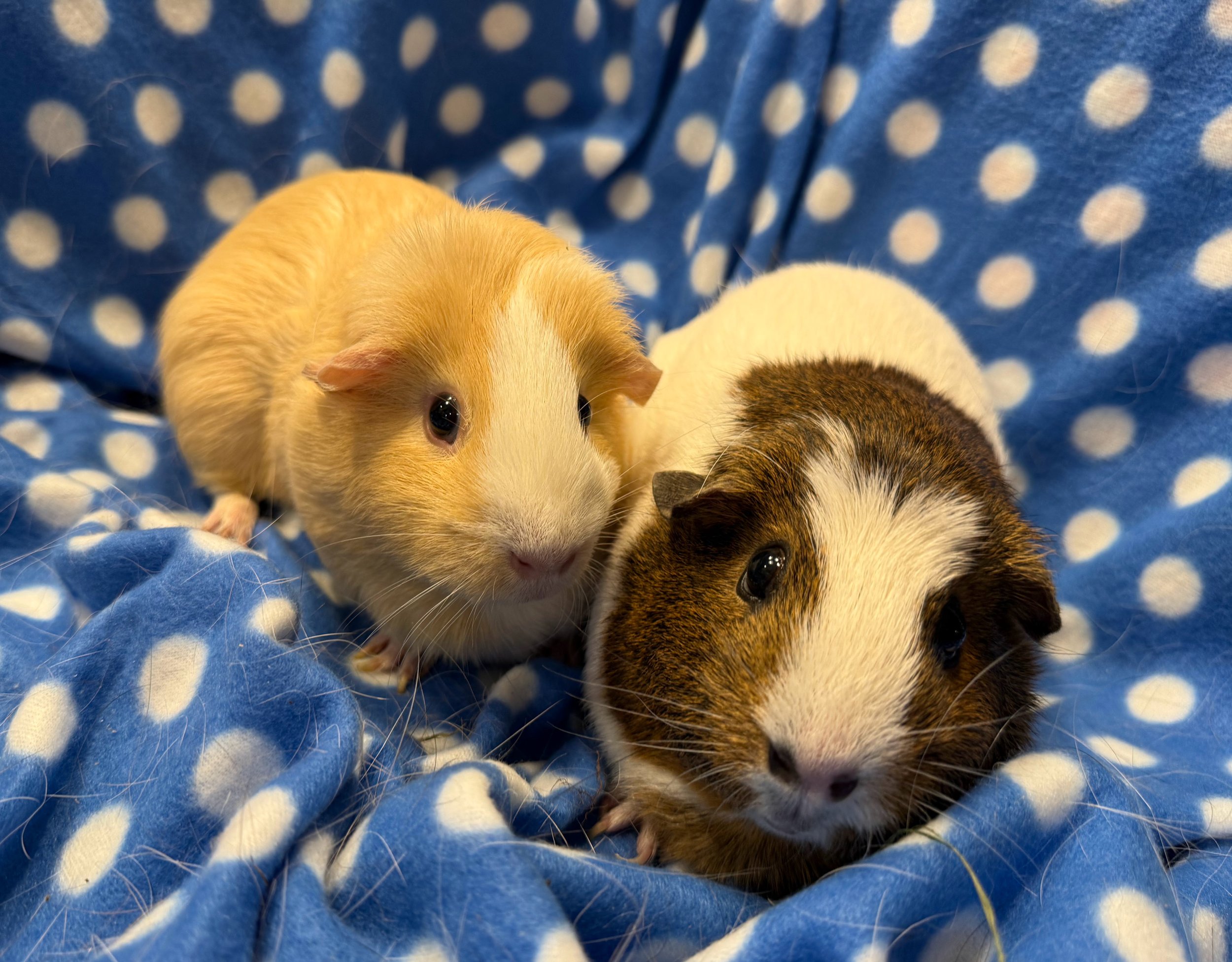 Creamy and Medusa (2.5) are two girls looking for the good life. They used to have a small, wire bottom cage and required some rehabilitation for their little feet. They are a little skittish, but do take food from your hands. They would warm up with