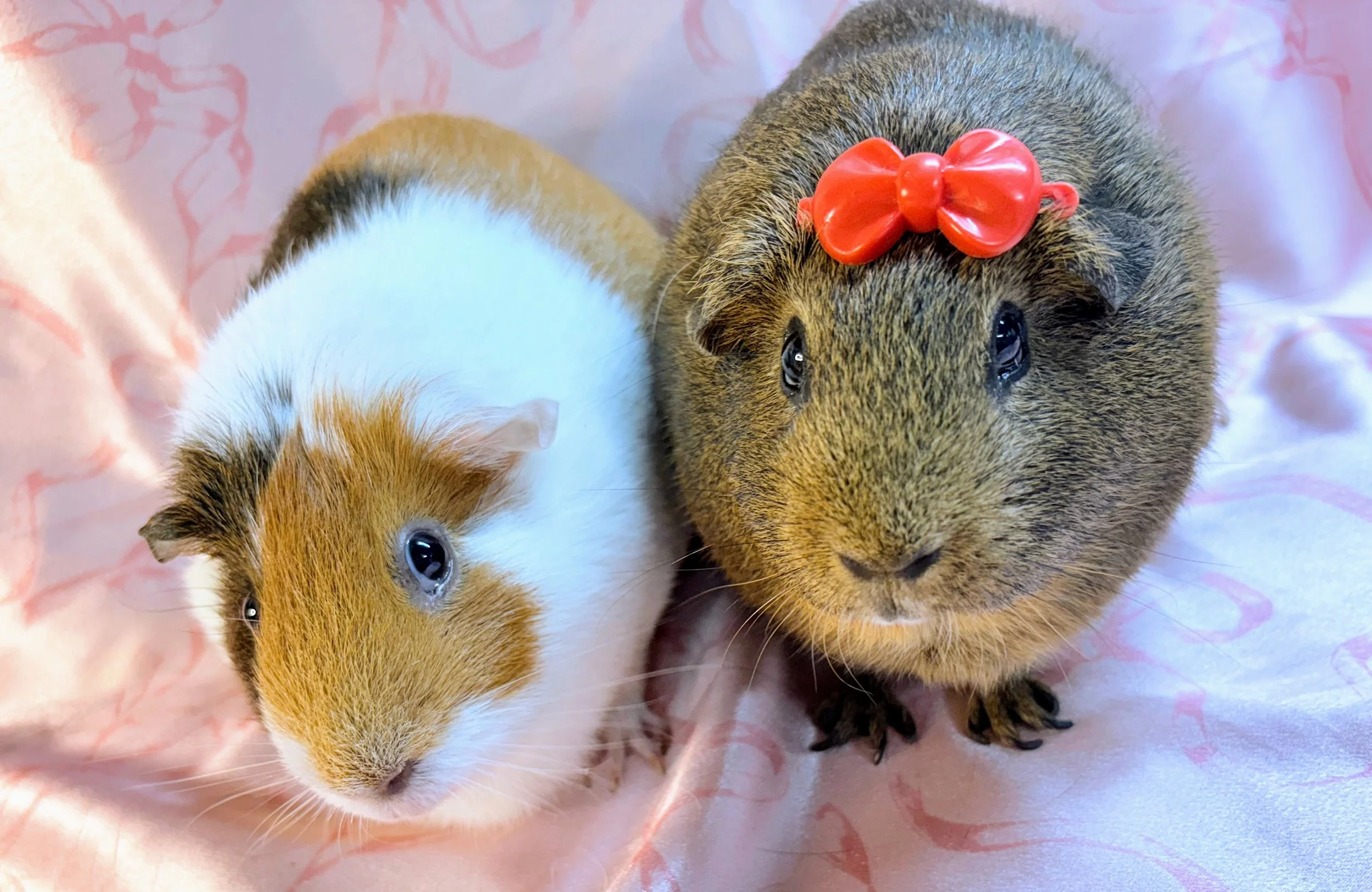 Daisy (3) and Eve (3) are two guinea pigs especially motivated by food, that's saying something! They will watch closely to make sure they don't miss out on any food opportunities. Daisy is the more brave of the two, but both are equally sweet.