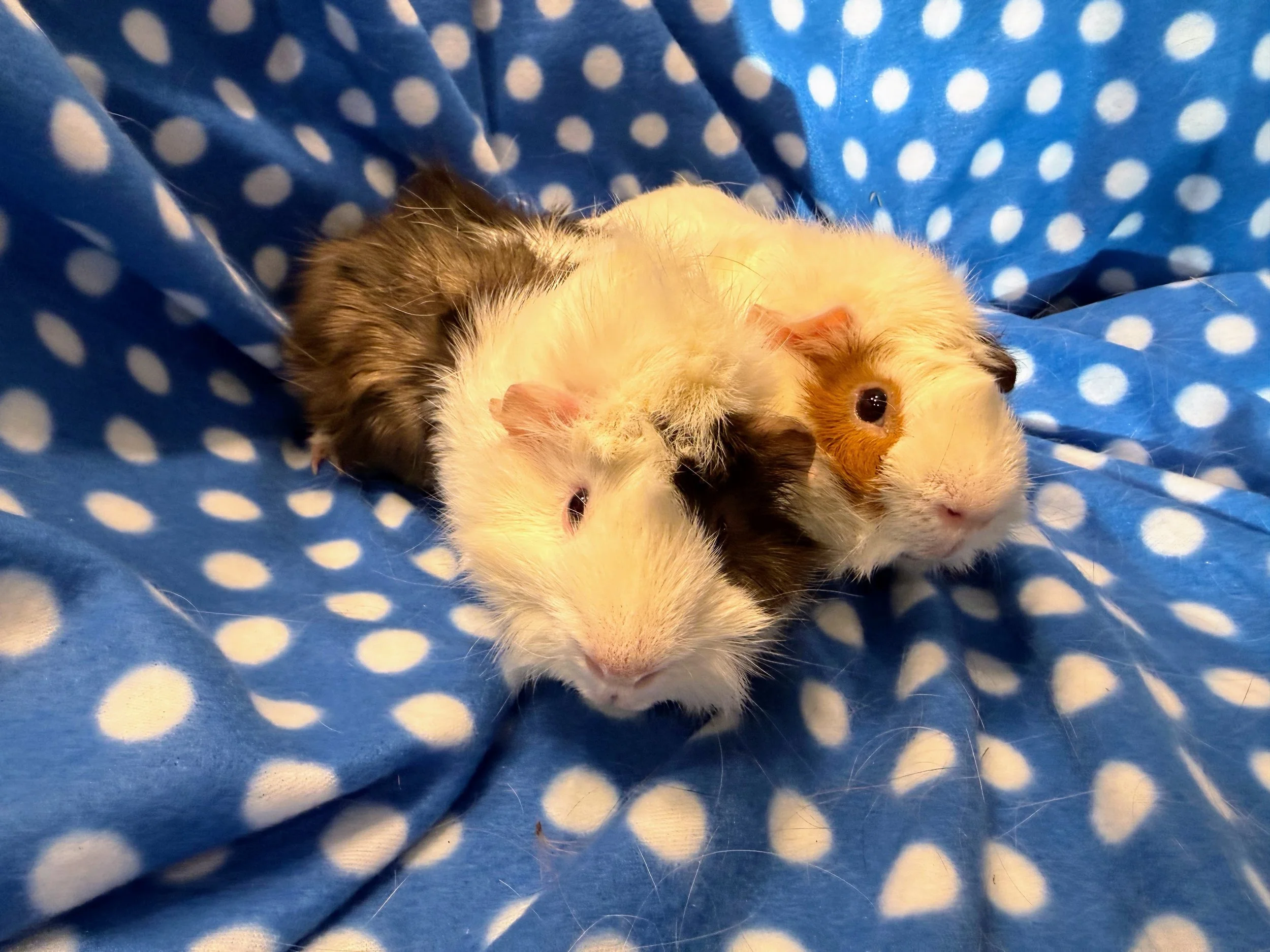 Wayne and Garth (10 months) are two Abyssinian brothers who started off very timid and scared of all sounds. Now they have learned most sounds are good sounds (food, cleaning, attention) and have become fun, active Wheektopia piggies!
