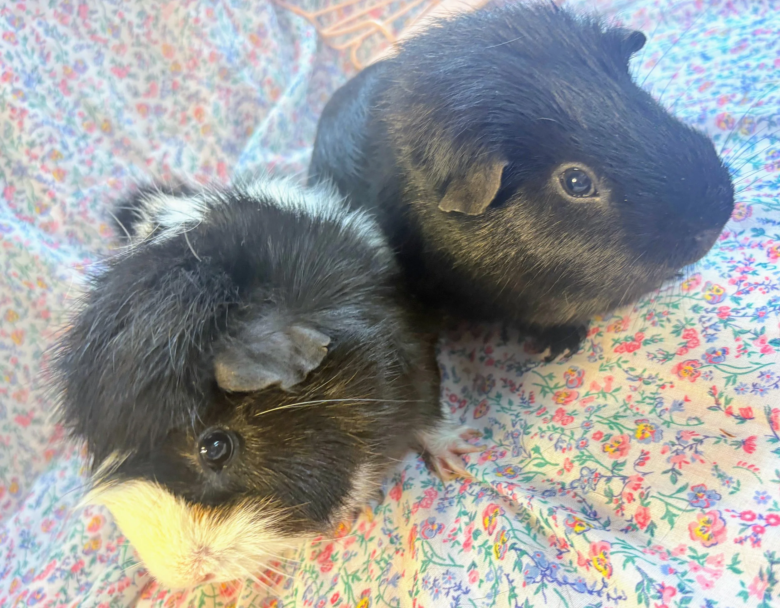Wilbur (2) and Jet (1) are sweet natured piggies who became fast friends. Jet gives kisses when you hold him and welcomes pets, Wilbur especially loves all the comforts Wheektopia can offer.
