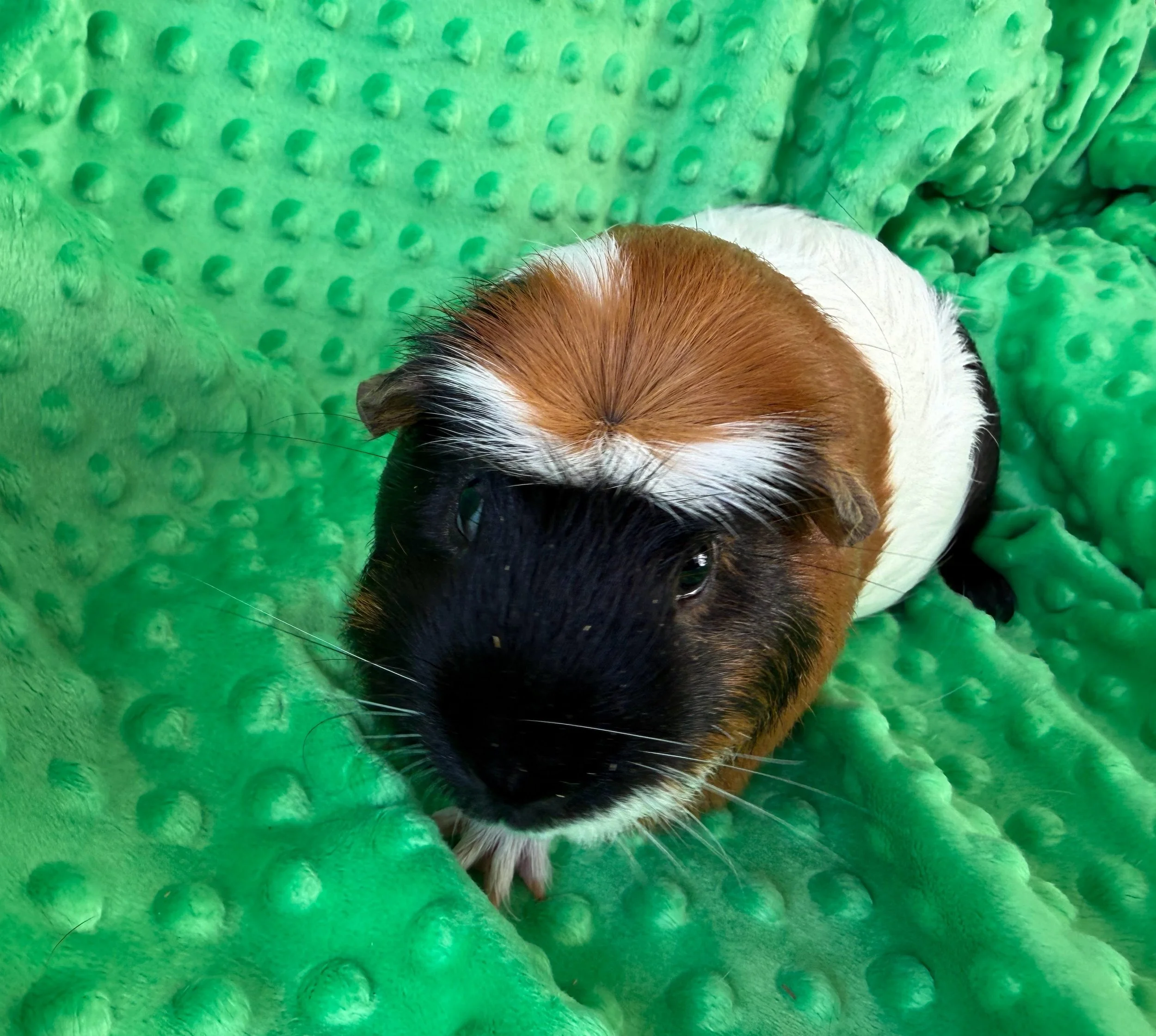 Connery (1.5) was recently surrendered to Wheektopia and previously lived with a small bunny. He has a jaunty coronet and is as cute as can be. He's a bit shy, but warmed up quickly to his bar buddy. He needs a great home and a new friend!