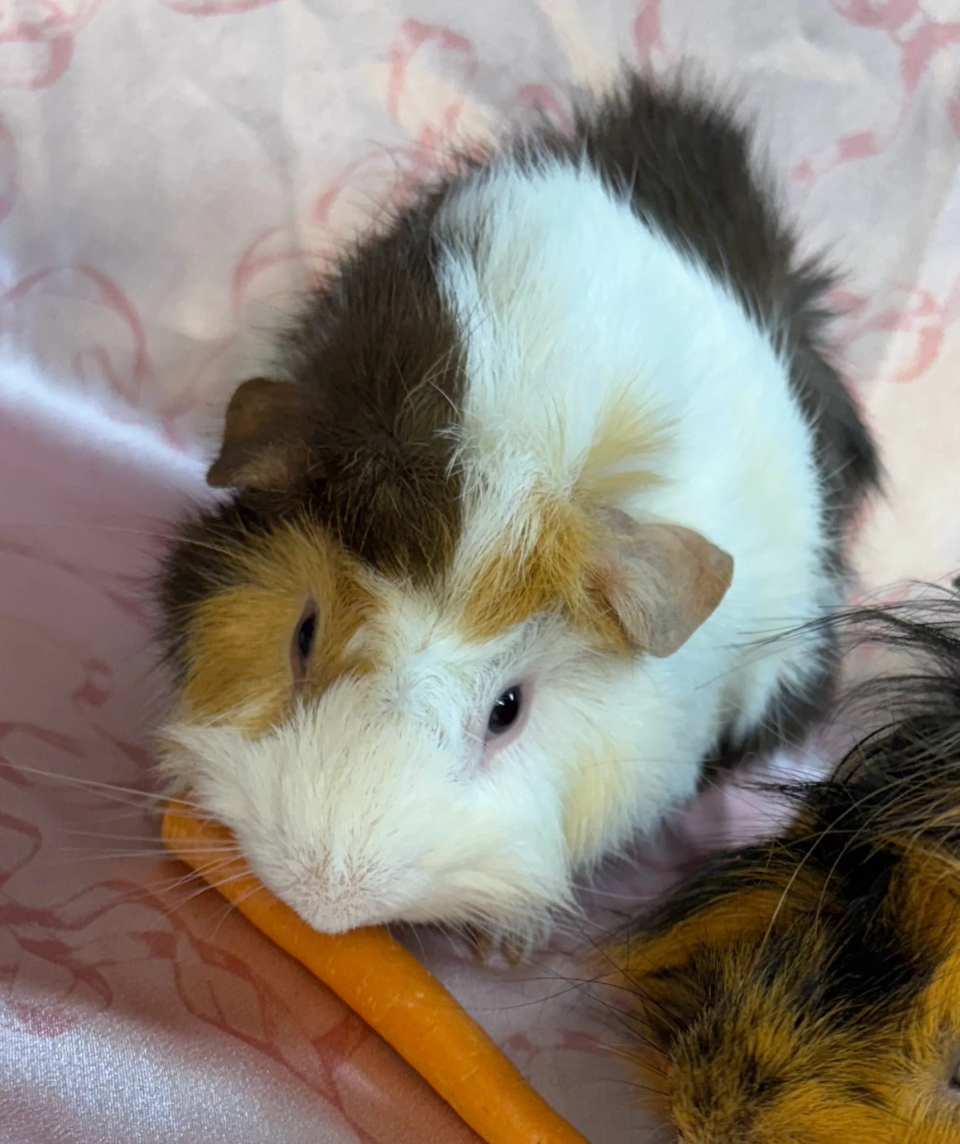 Khatadin (around 1) is a single male who is looking for a new friend. He was one of three males found on a hiking trail and his pairing didn't work out. He is high energy and adorable!