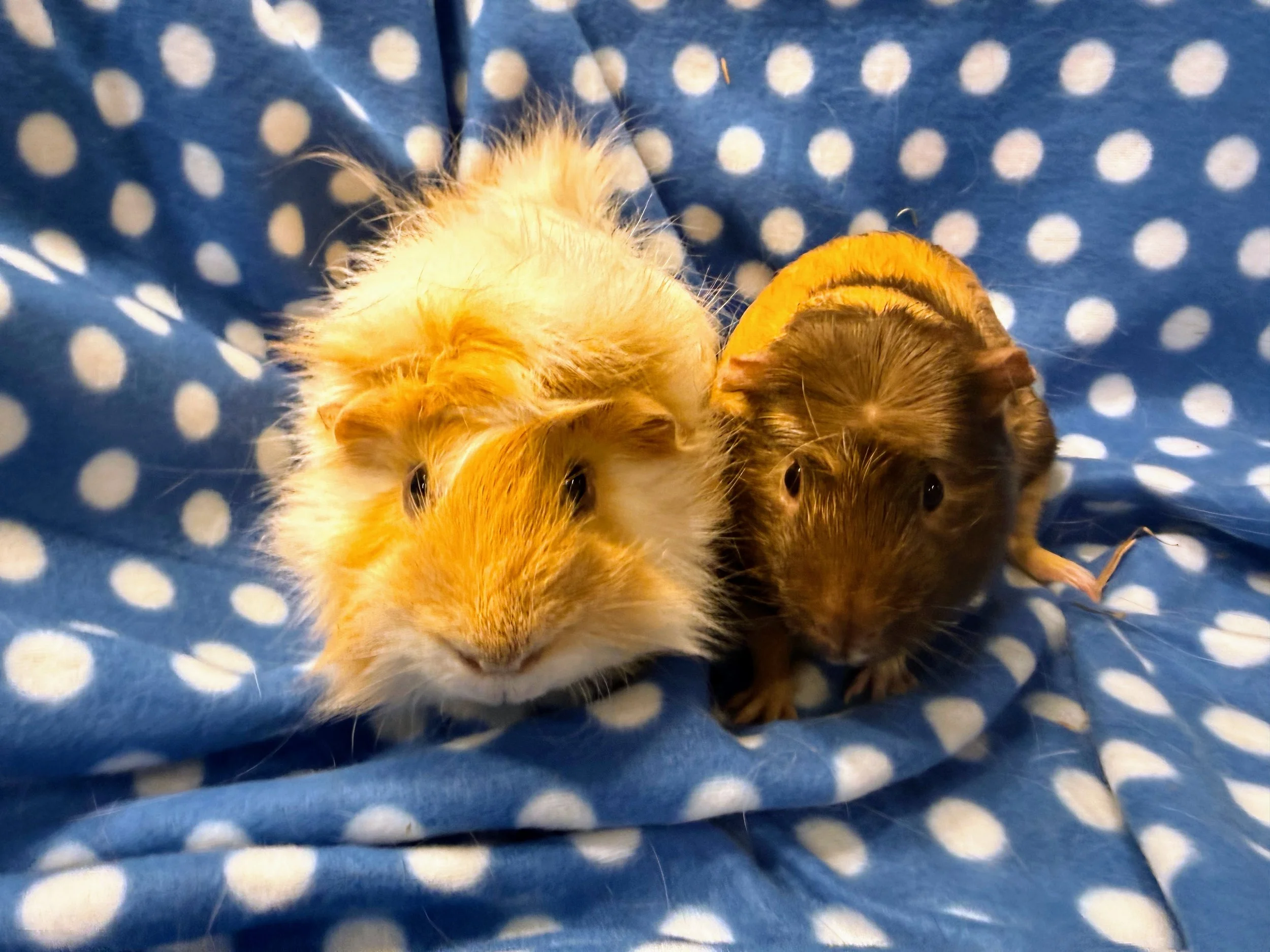 Theodore and Tomato are two guinea pigs with unique, gorgeous looks who get along just as beautifully. Tomato’s personality matches his crazy hair and Theodore is always there as his trusty sidekick. Tomato is around 2.5 years old and Theodore is aro