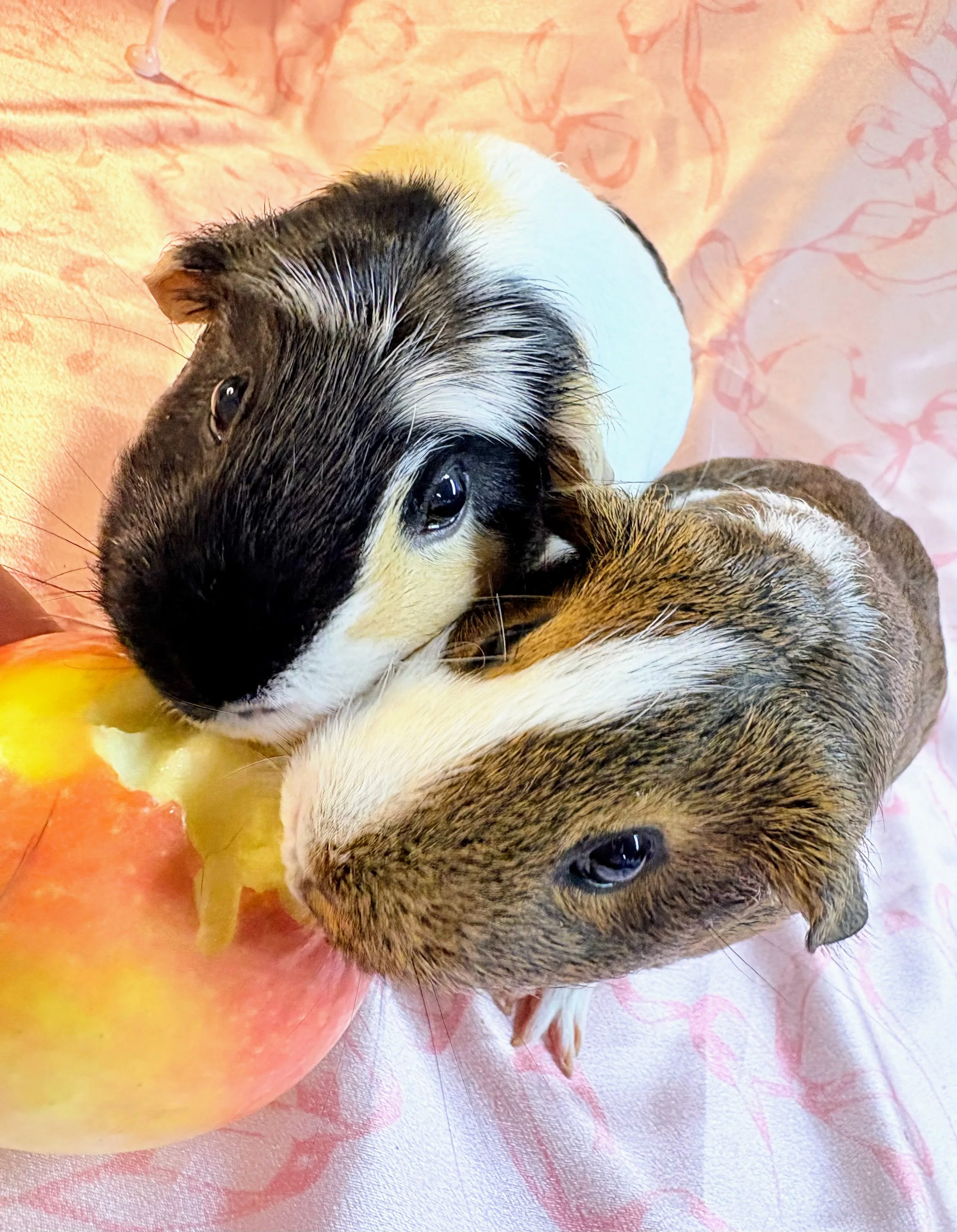 Buttercup and Mocha (approx 1.5) are two girls who were found dumped in Nashua, NH. They have adapted well to herd life and enjoy lounging and stuffing themselves full of hay!