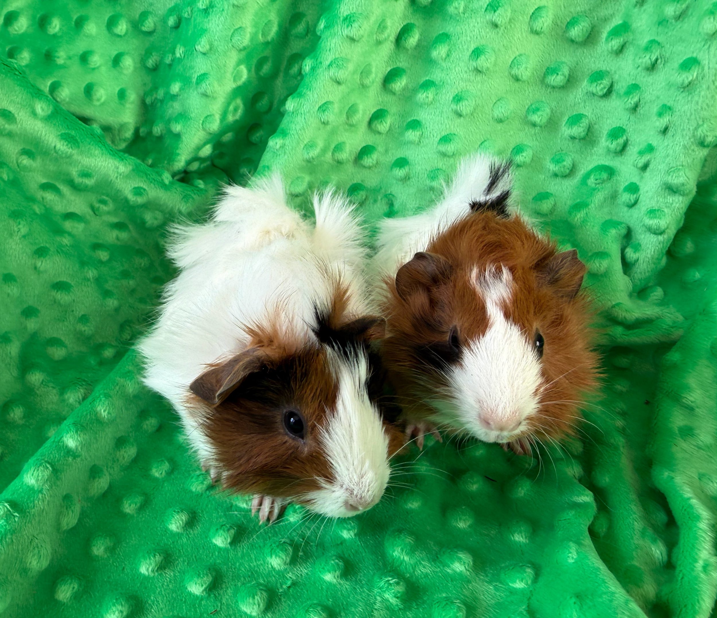 PENDING ADOPTION! Herry and Jerry (1 month) are named after two crazy furred Muppets on Sesame Street. They have fun, crazy hair and have only been at Wheektopia since 3/31. They are friendly and so much fun to watch play!