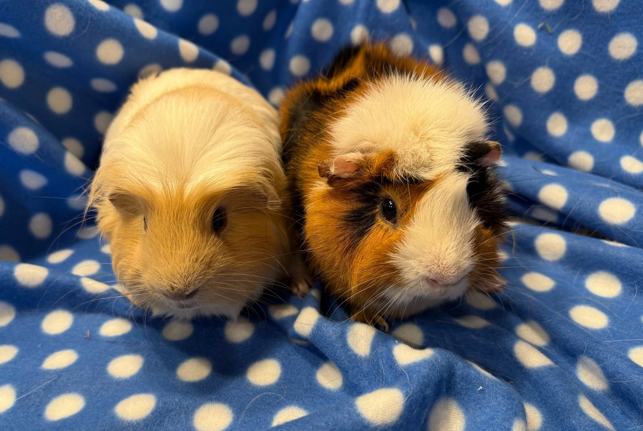 Houdini and AJ are around 1.5 years old and both zooming, busy boys who love to explore. They both enjoy little pets and love their hides, especially moving them around their cage.