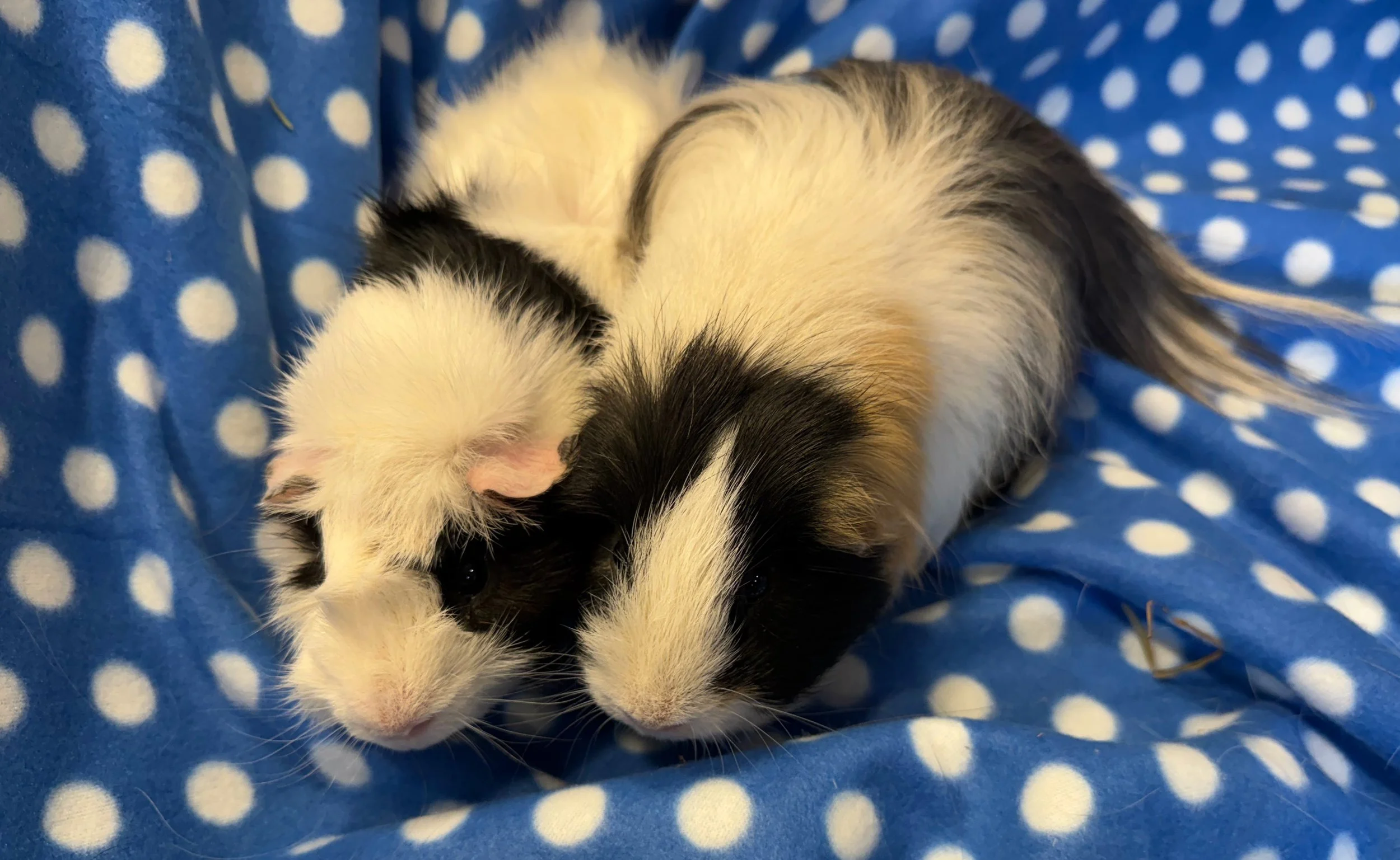 Cameron (2.5)  and Scooby (1.5) are adorable boys who enjoy lounging and burrowing in hay. Cameron has spectacularly long hair off his bum. Both boys were born in the rescue after their mamas arrived pregnant. They get along really well and are ready