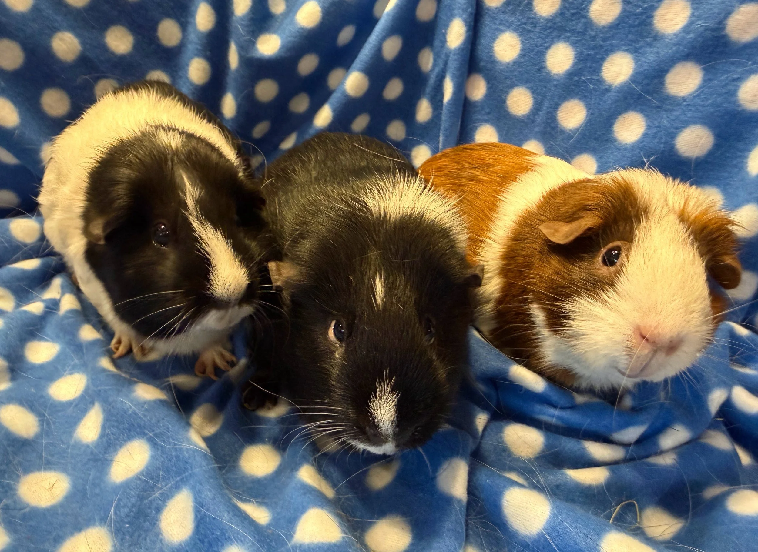 OREO IS A NEUTERED MALE all pigs are seniors, around 4.5-5. Star (F), Oreo (M), and Honeybee (F) are a fun trio who LOVE their hay. They enjoy trying out all the different types of hides and places to sleep and are very loud wheekers!