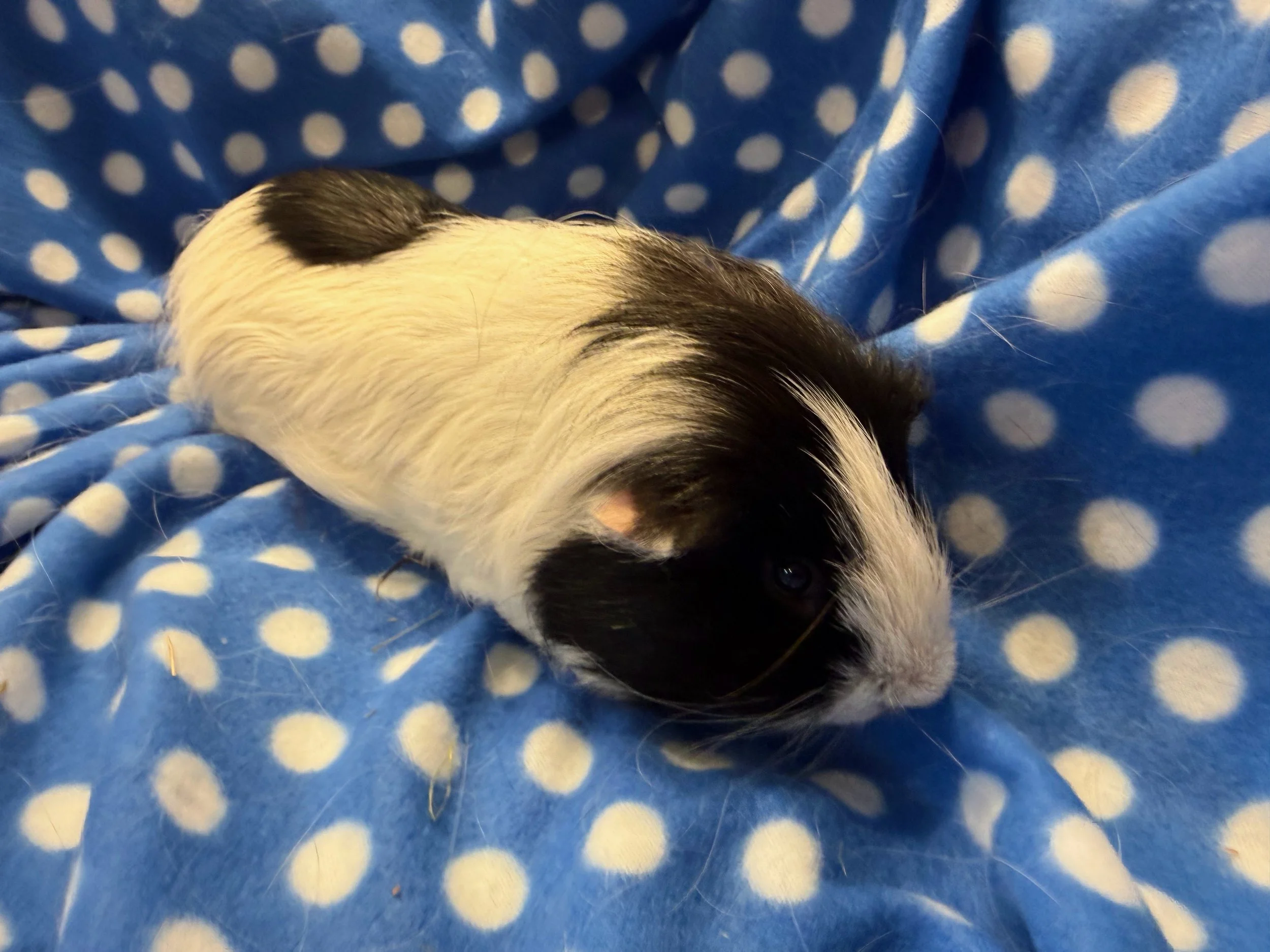 Moo (2.5) was the very first guinea pig born in Wheektopia. He has a gorgeous long tail of hair and LOVES his hay. He has got along with other pigs in the past, but tends to be a bit bullied, so he needs someone who is an equally a gentle giant. 