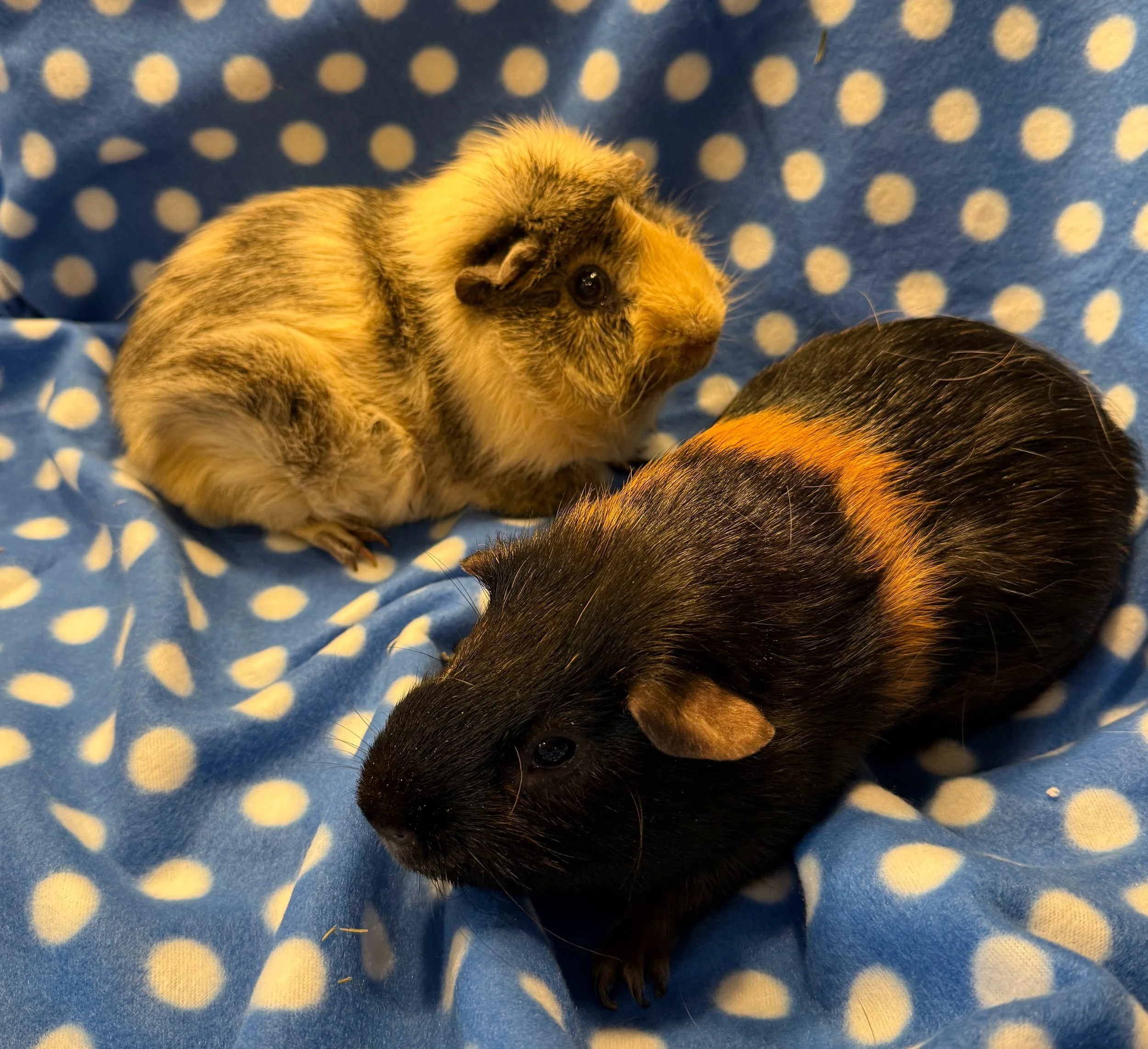 Simba and Rolo (about 3) are two boys who came to Wheektopia a couple days before Christmas. They had lived as bar buddies, but bonded quickly and have been happy in their life together. Simba is very tame and asks for pets, Rolo is the boss of the t