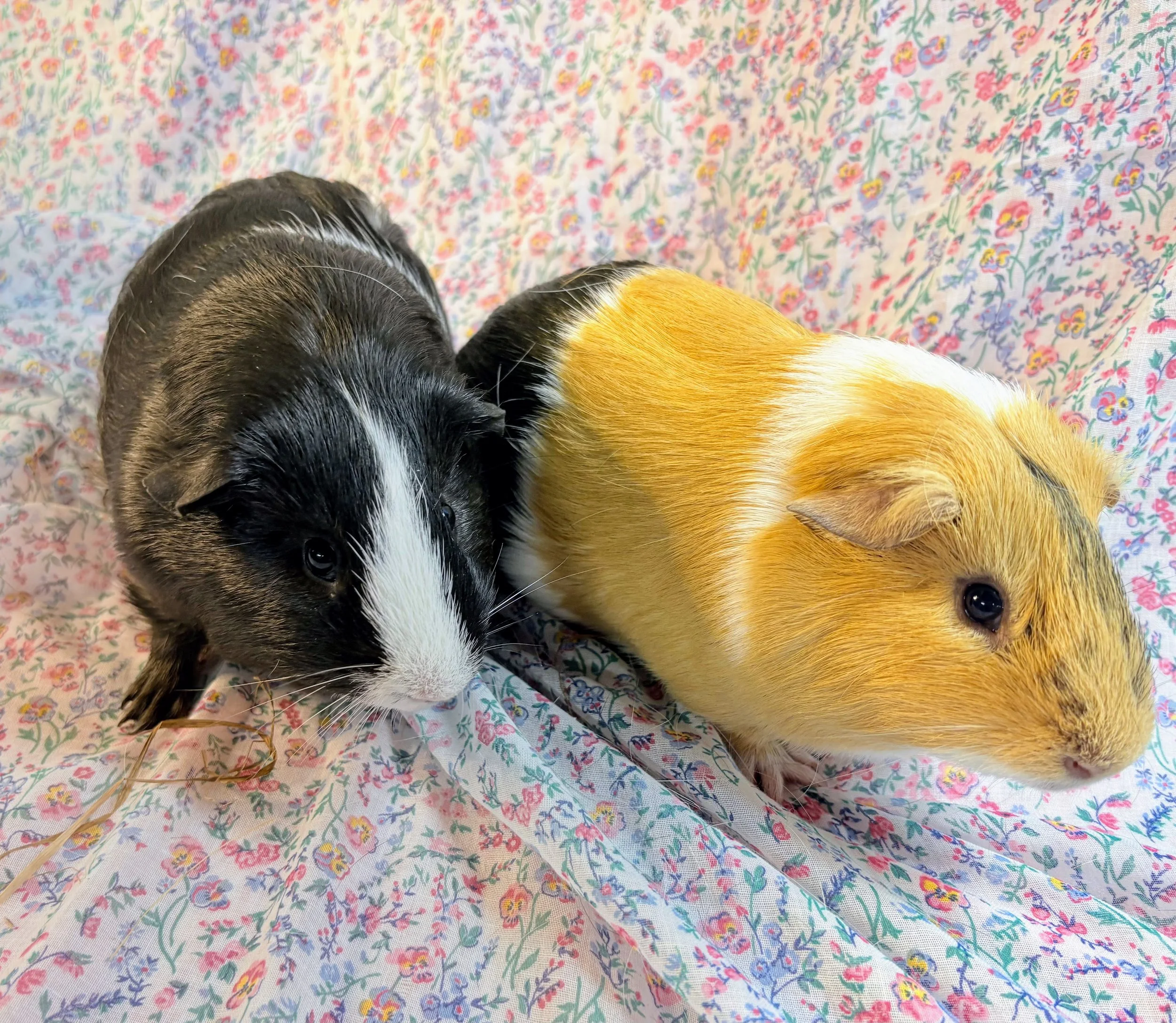 Oreo (6 months) and Mr. Bean (6 months) are two fast friends. They may share a parent, maybe not! Part of a large rescue in February, they are two baby males who have stayed together through it all. They are looking for a fabulous home!