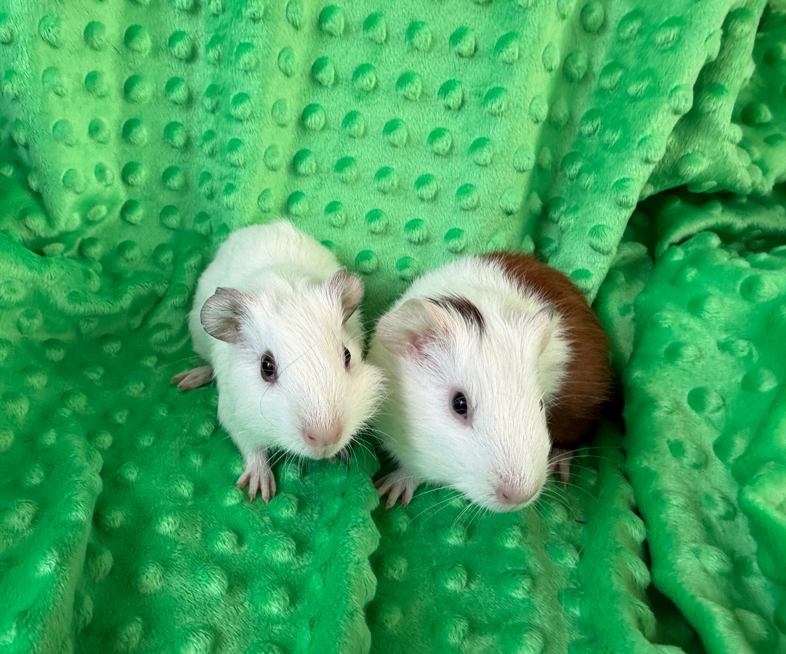 Remy and Emile (1 month) are two babies ready for adoption! Both healthy and well adjusted to people. They have only been in Wheektopia since 4/1, but they are friendly and popcorning everywhere!