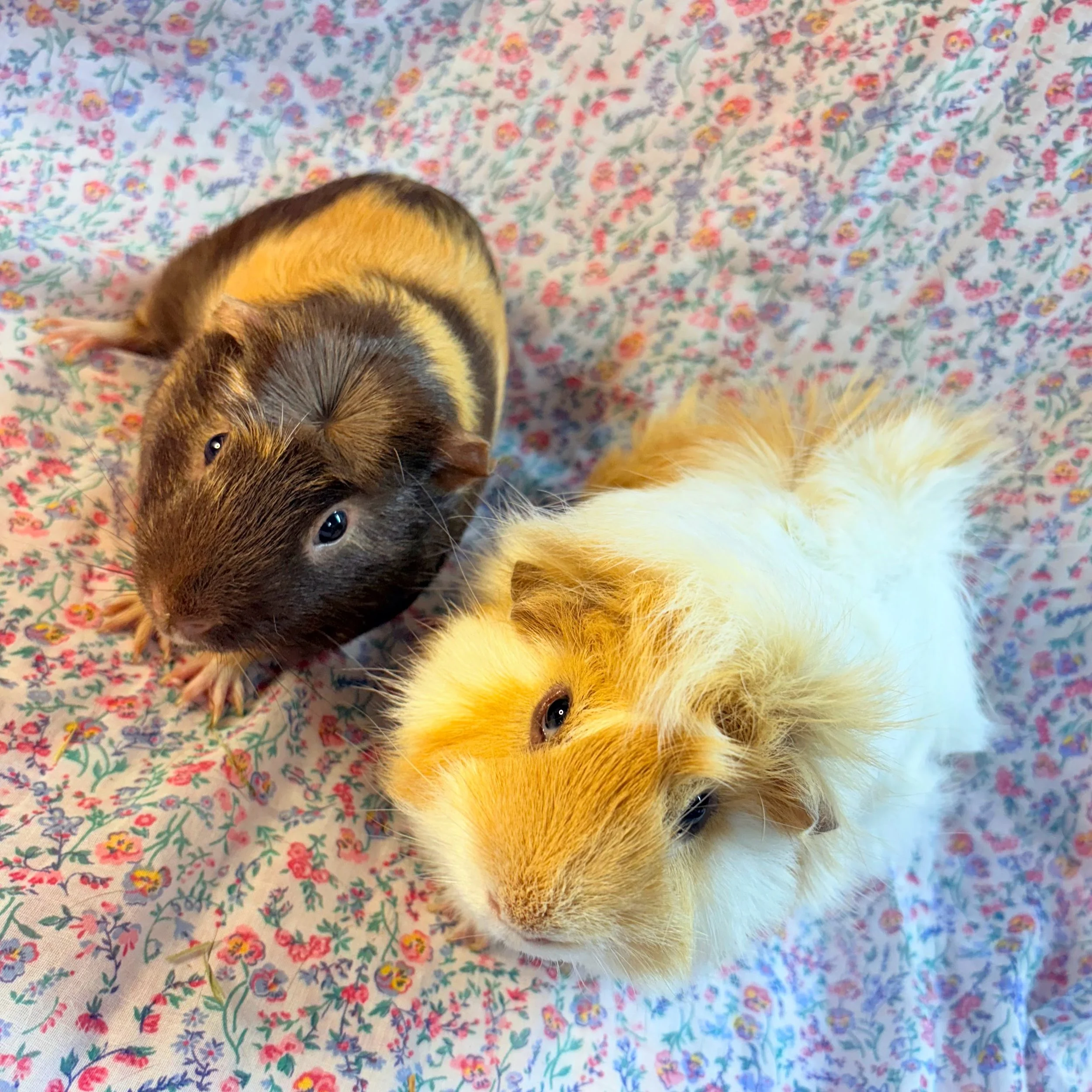 Theodore and Tomato are two guinea pigs with unique, gorgeous looks who get along just as beautifully. Tomato’s personality matches his crazy hair and Theodore is always there as his trusty sidekick. Tomato is around 2.5 years old and Theodore is aro
