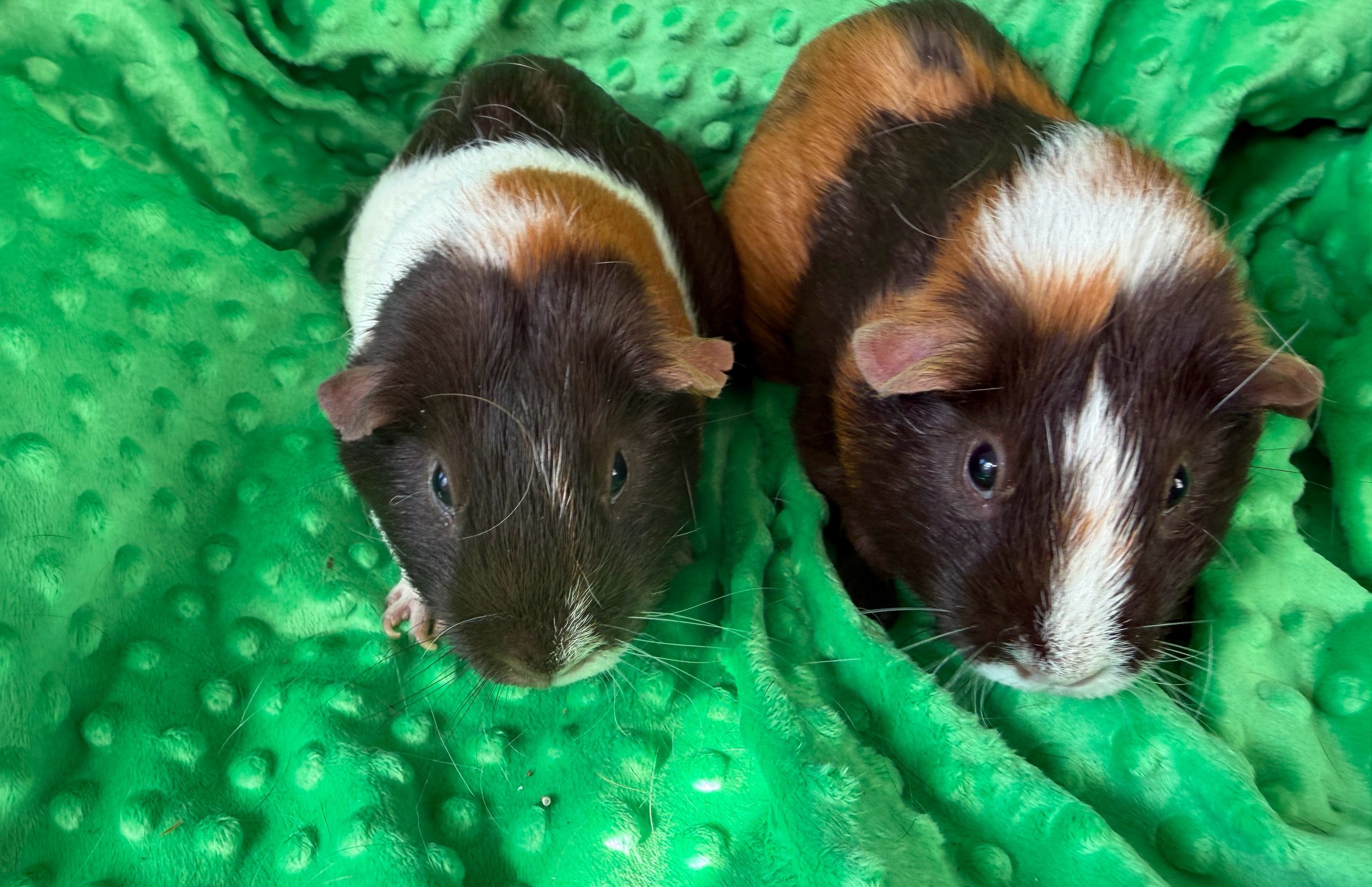 Snooki and Ryder (2.5) are two Jersey Girls (literally, transferred here from Jersey) who love to have fun, socialize, and eat to their hearts content. They have adjusted well to herd life and would love a forever home.
