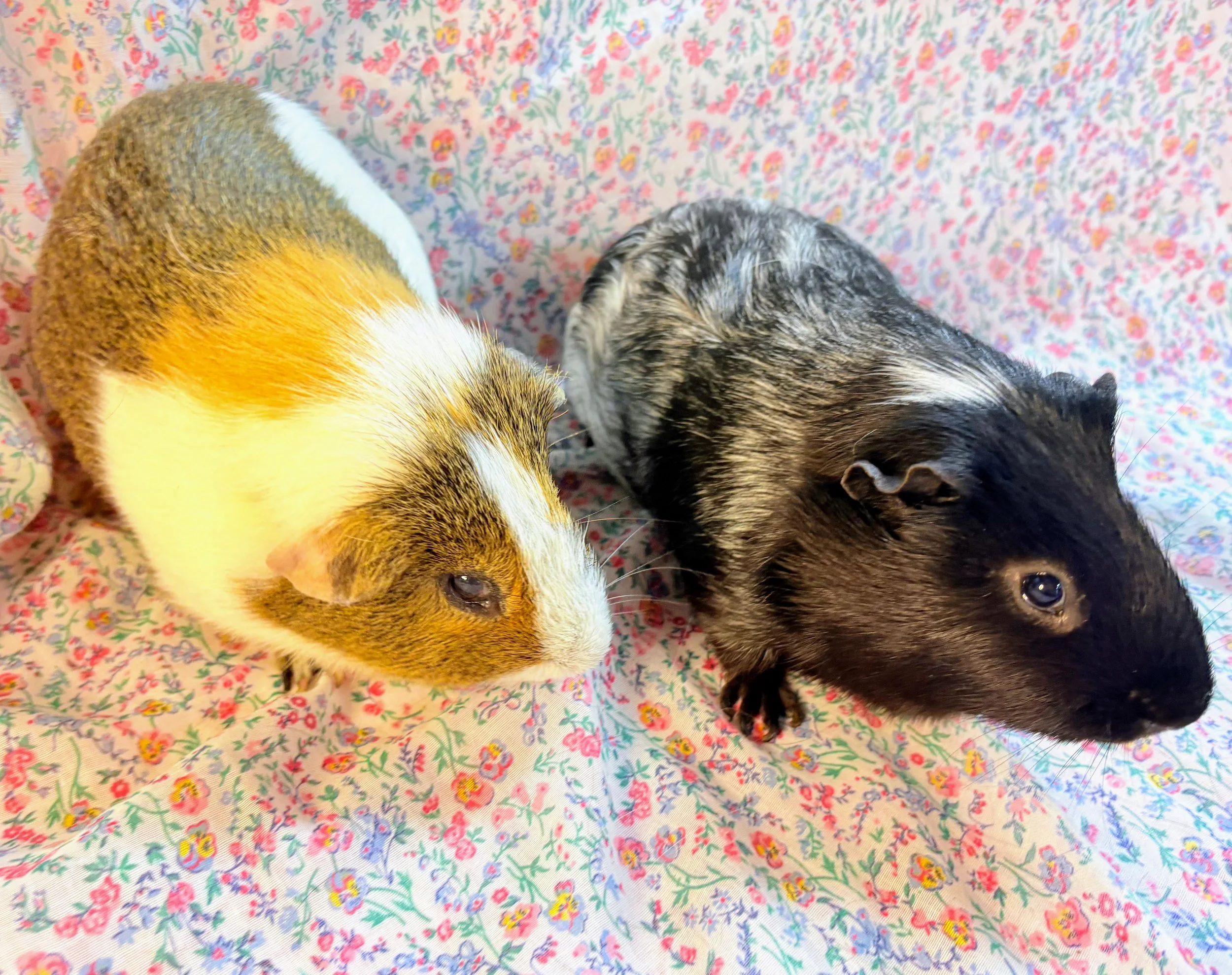 Dean and Sam are around 3 years and are buddies who certainly love their huge cage. Dean is very curious and outgoing and Sam likes to lounge in hides and to burrow in hay. They can’t wait for their home!