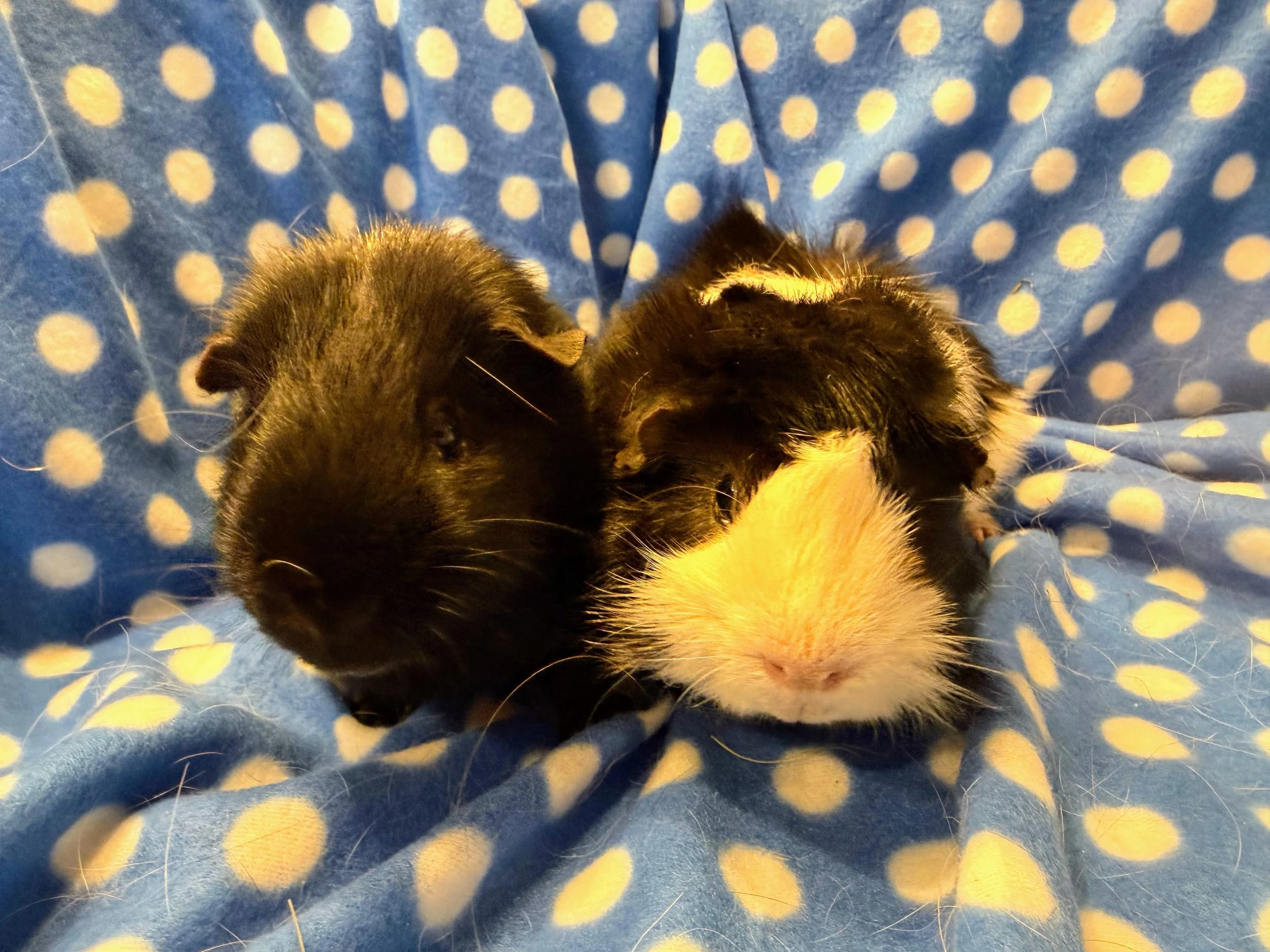 Jet (1.5)  and Wilbur (2.5) are sweet natured piggies who became fast friends. Jet gives kisses when you hold him and welcomes pets, Wilbur especially loves all the comforts Wheektopia can offer.